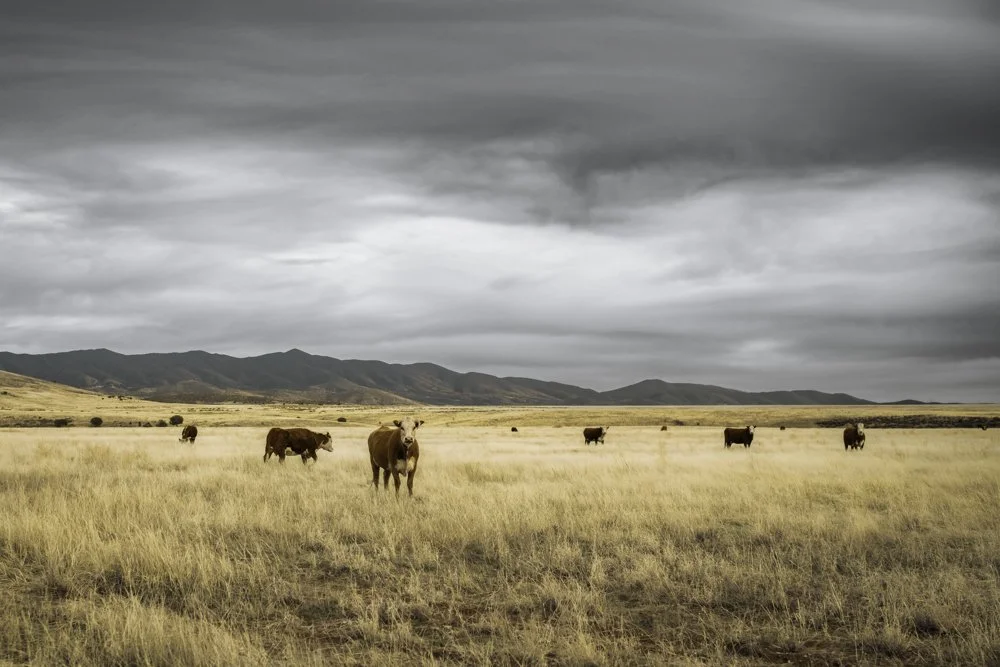 45x30_az cows.jpg
