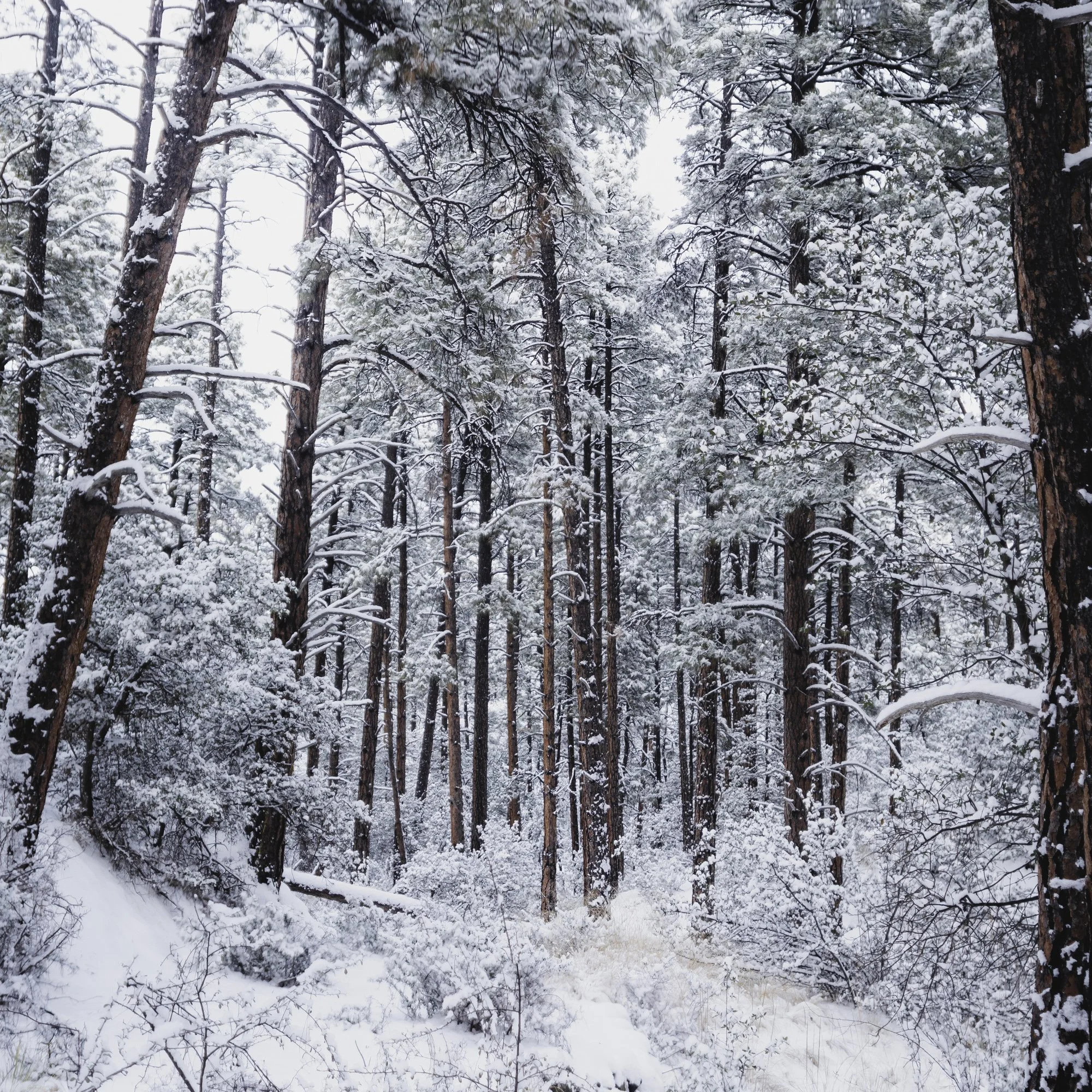 20x40_Prescott snow-2.jpg