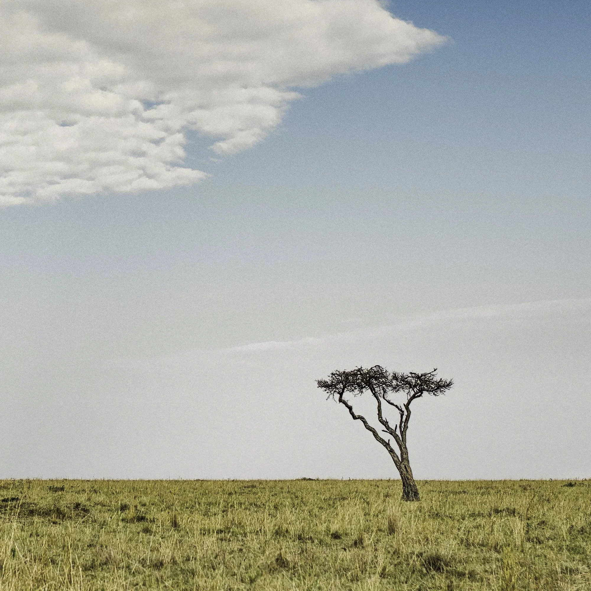 45x30_African Plains-2.jpg