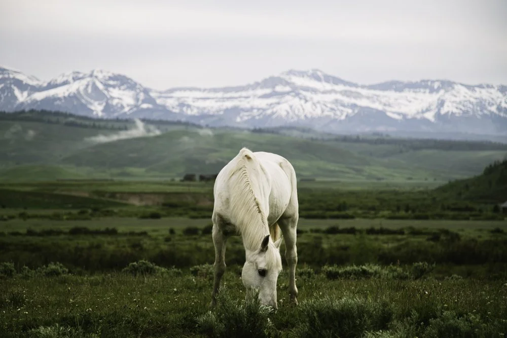 45x30 Jacksonhole Pastures.jpg