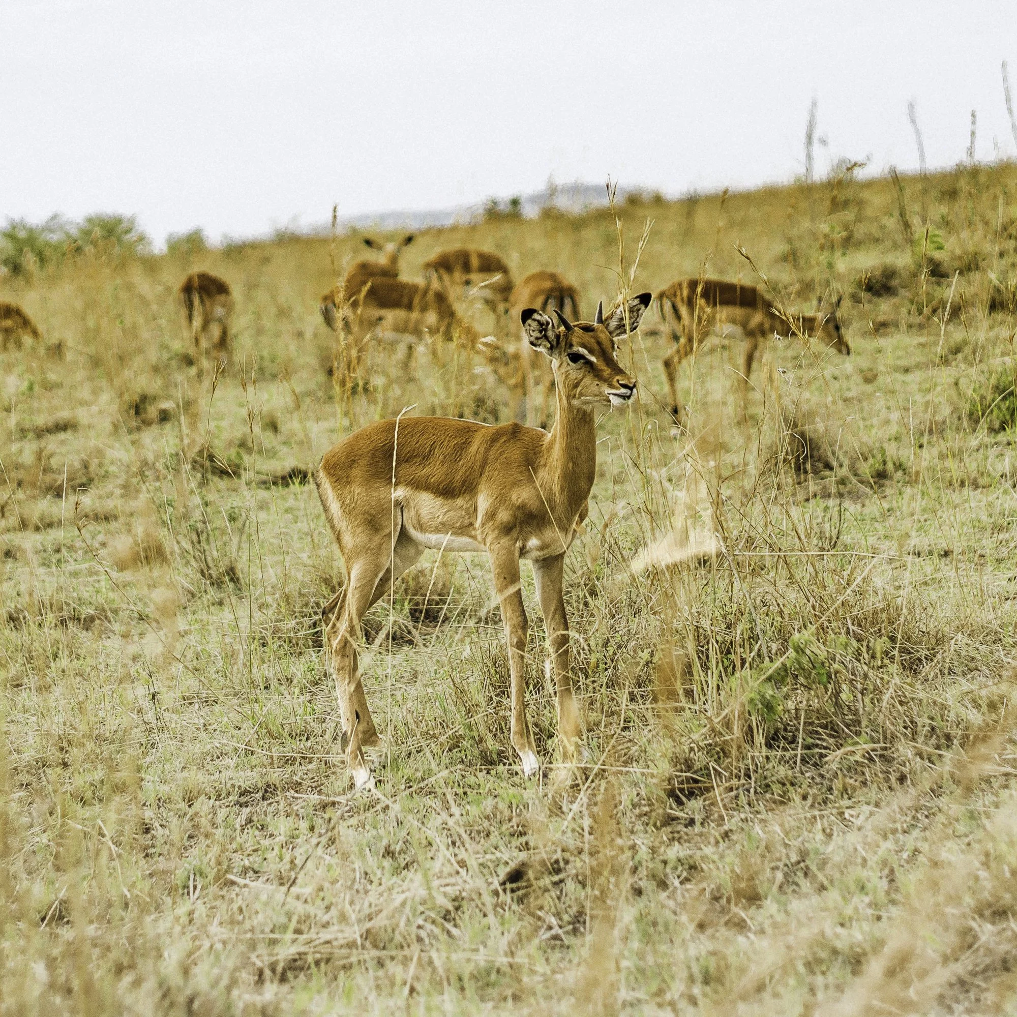 45x30_African pronghorn.jpg