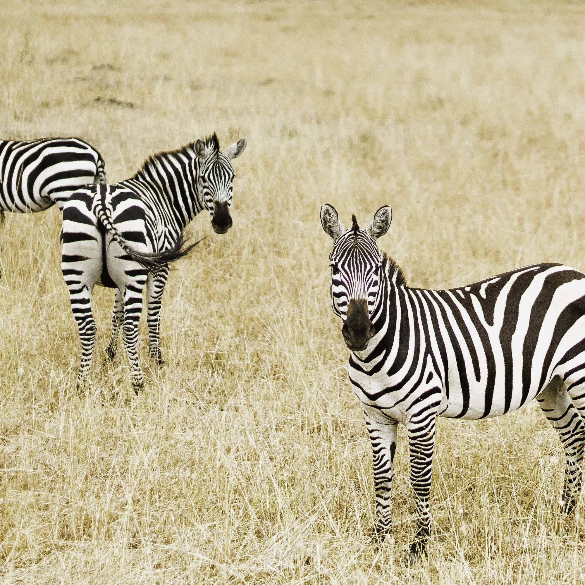 45x30_African Zebra.jpg
