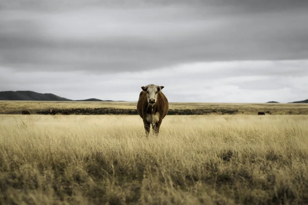 45x30_az cows-2.jpg