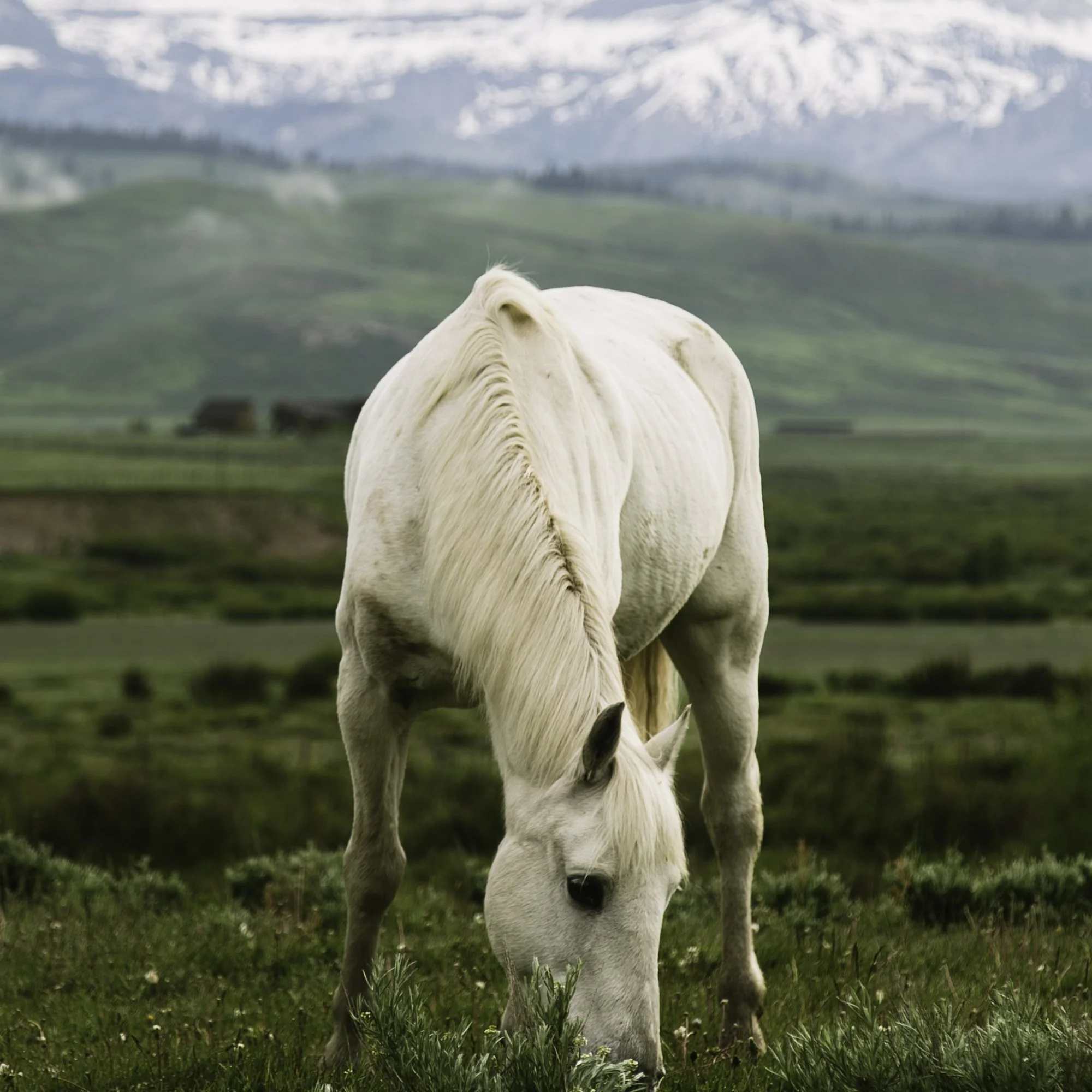 45x30 Jacksonhole Pastures-2.jpg