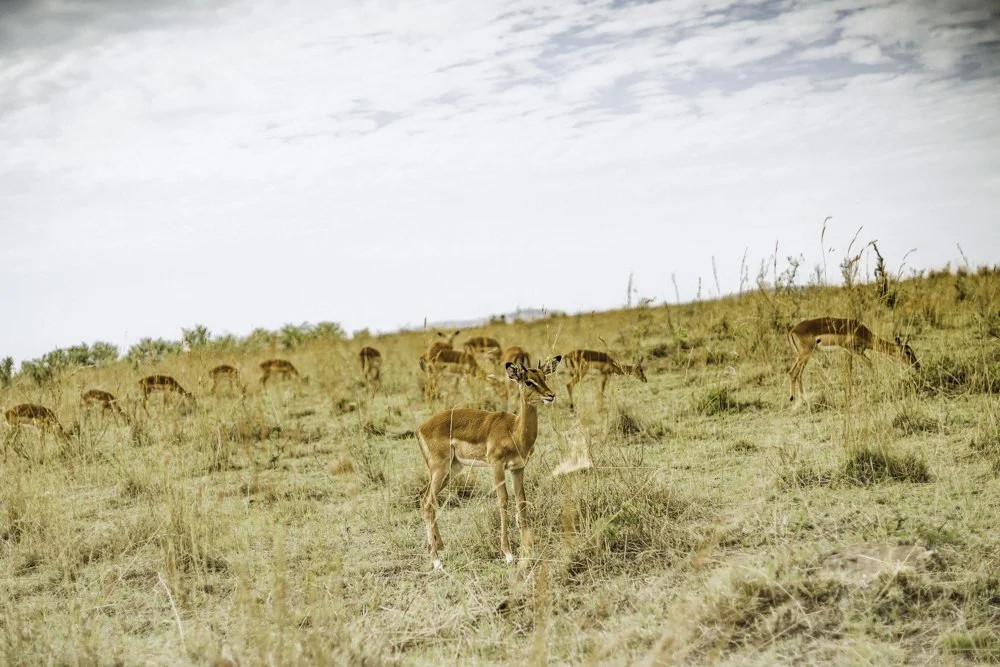 45x30_African pronghorn.jpg