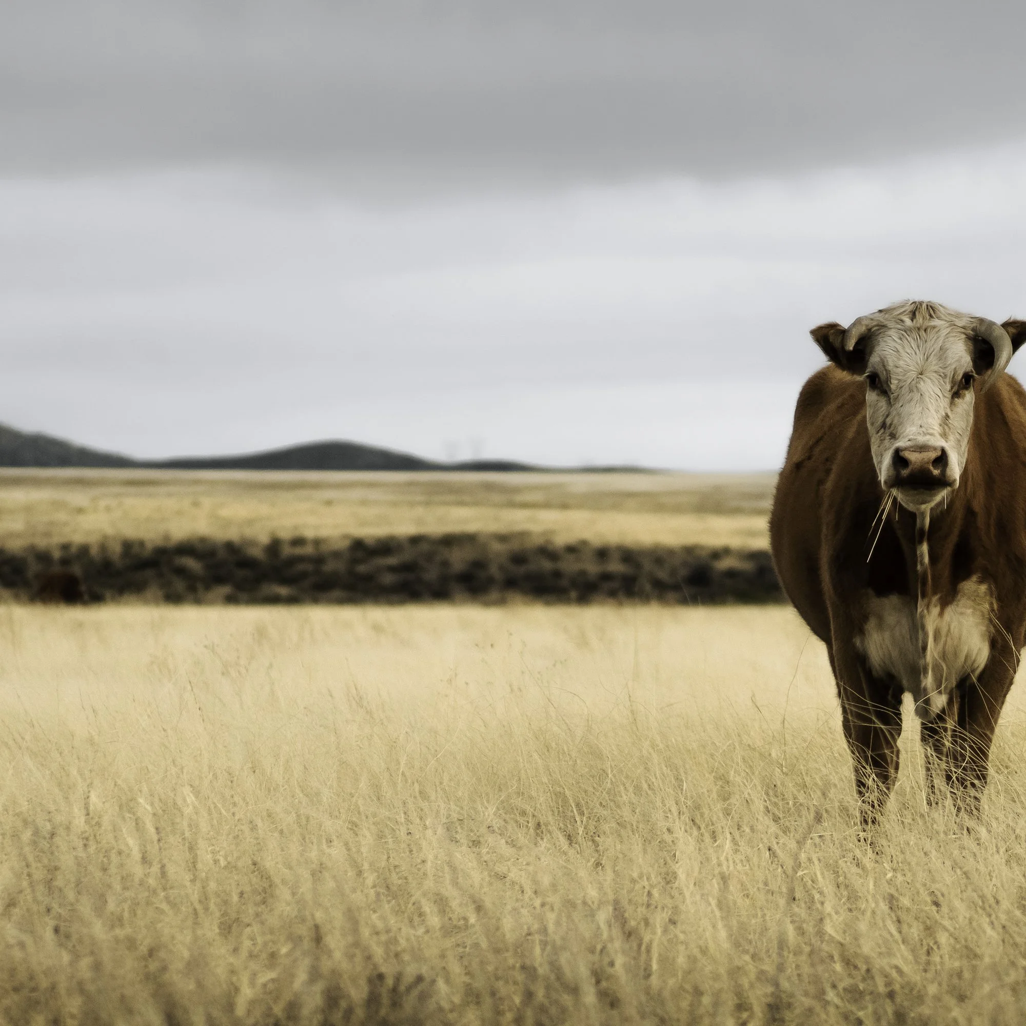 45x30_az cows-2-3.jpg