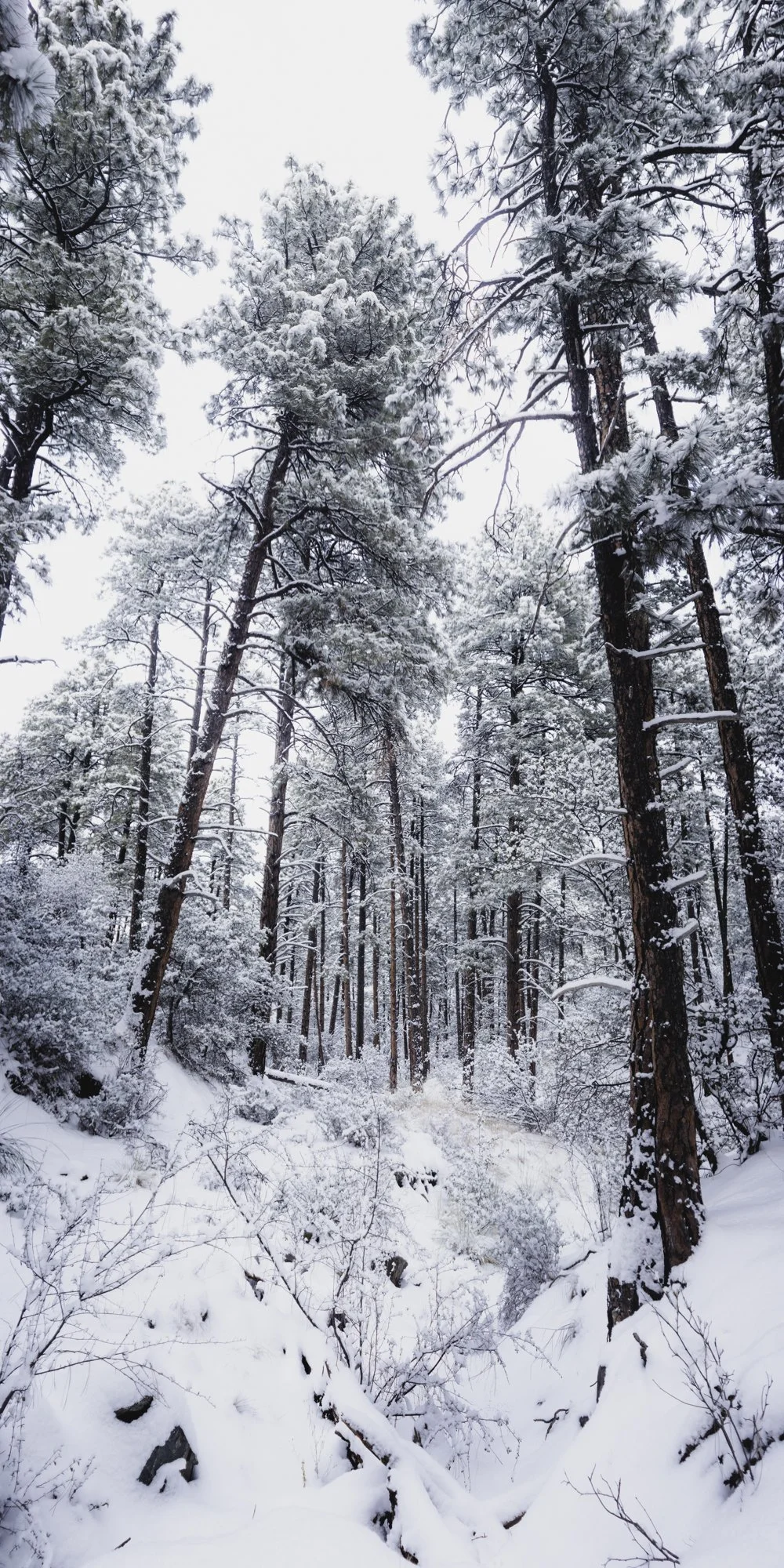 20x40_Prescott snow.jpg