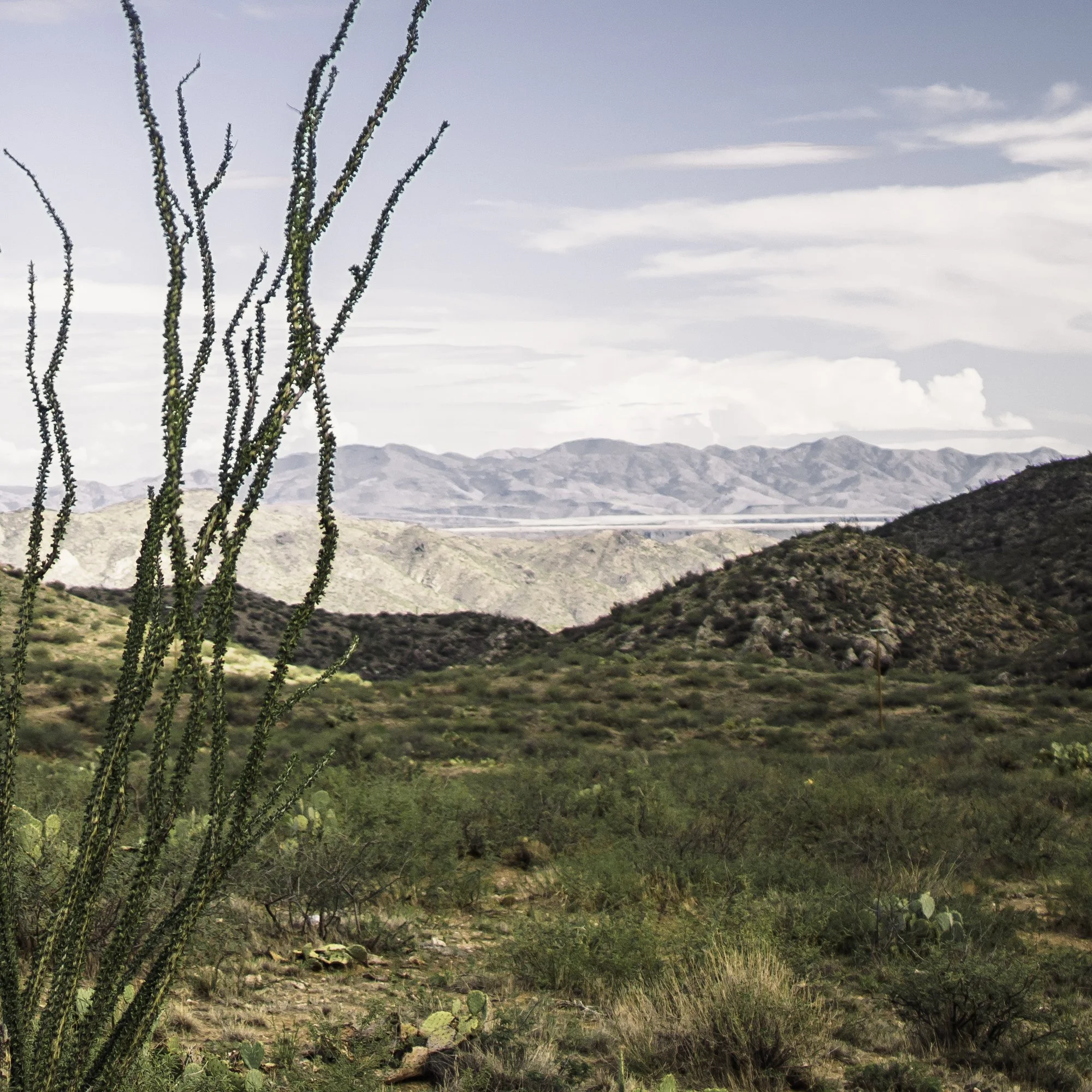 45x30_AZ cactus-2.jpg