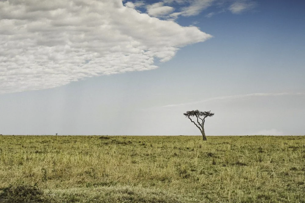 45x30_African Plains.jpg