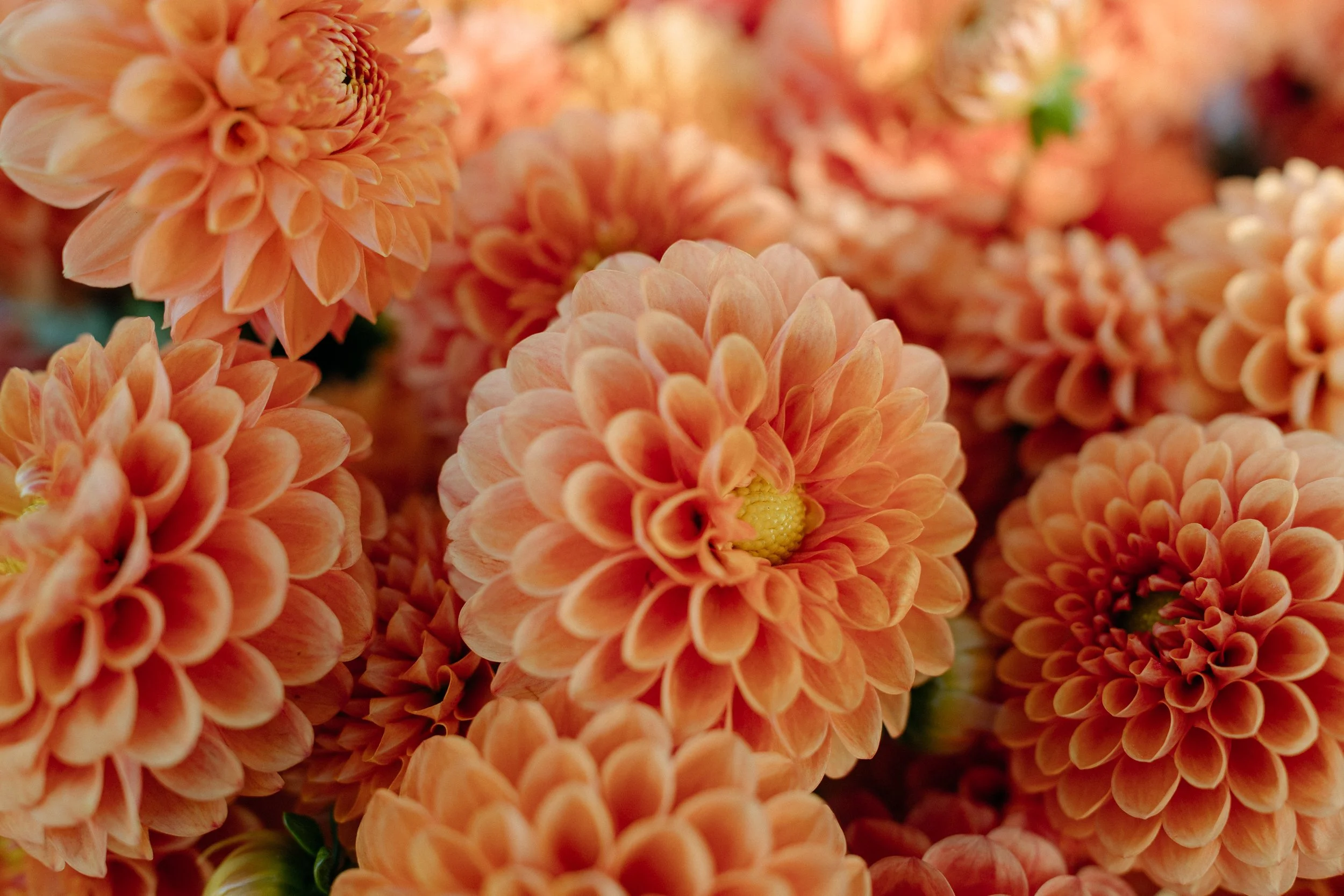 Farmers_market_2025_sheny_leon-272.jpg