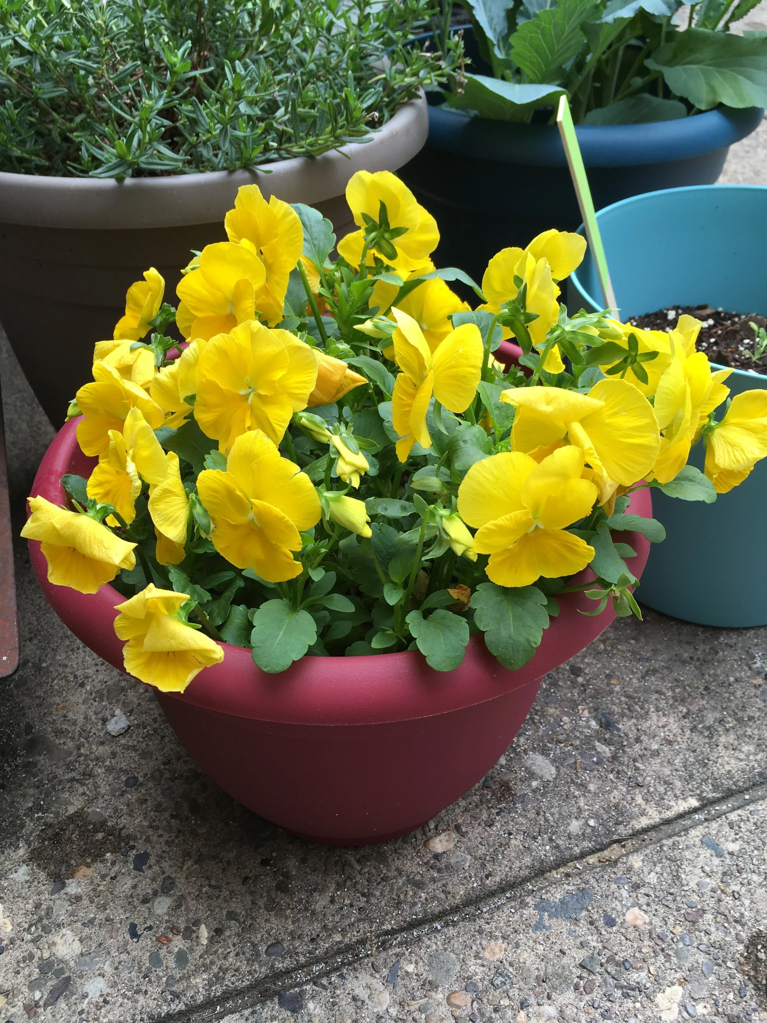 2017-05-07 09.42.10.jpg