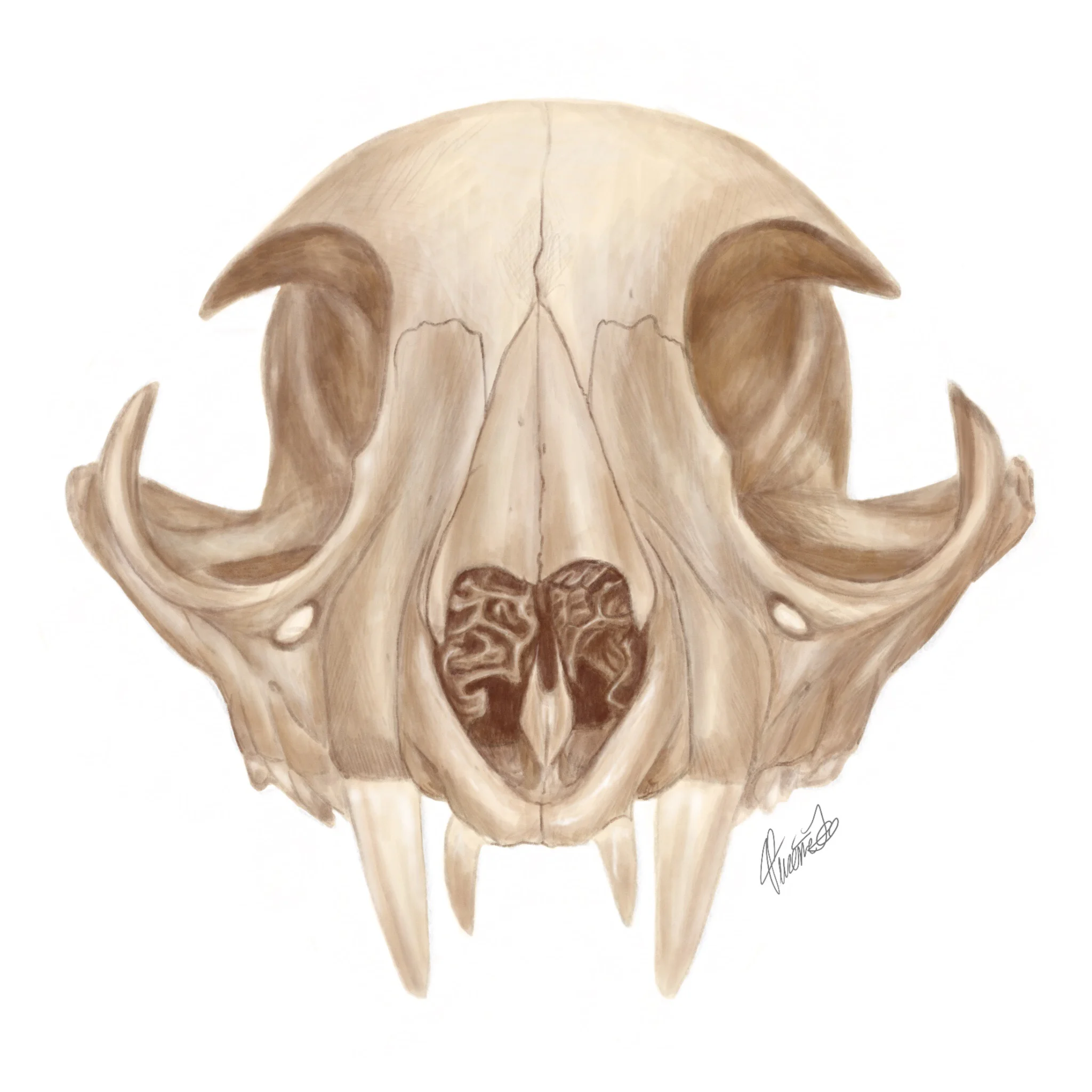 Bobcat Skull