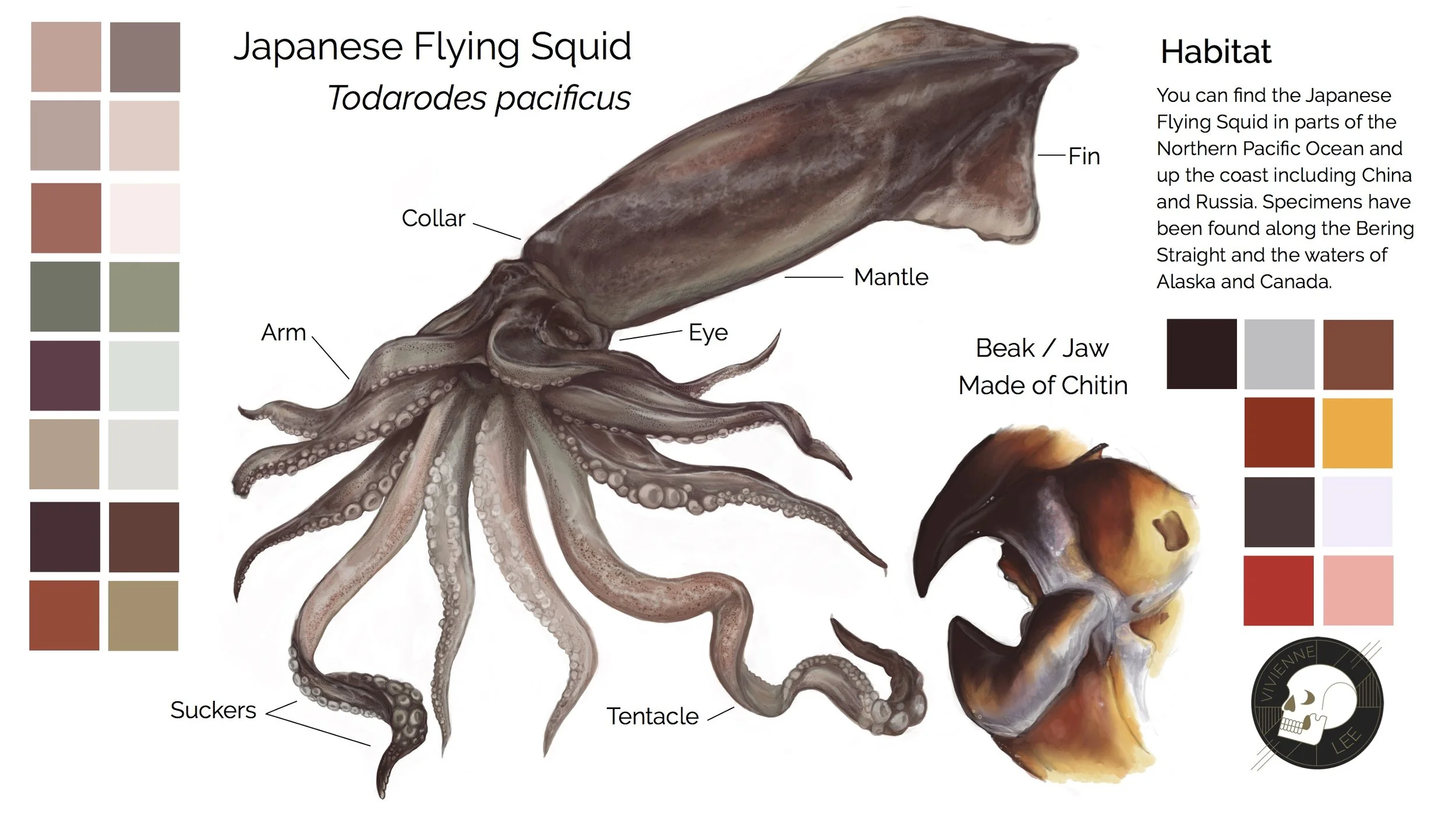 Japanese Flying Squid