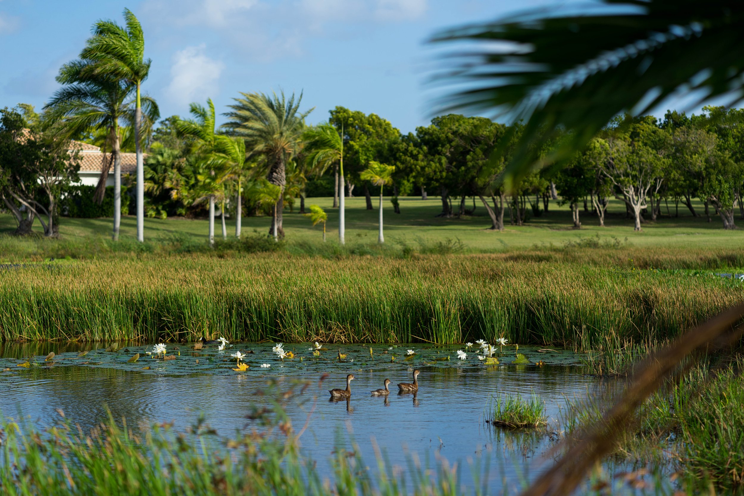 Jumby Bay Island-45.jpg