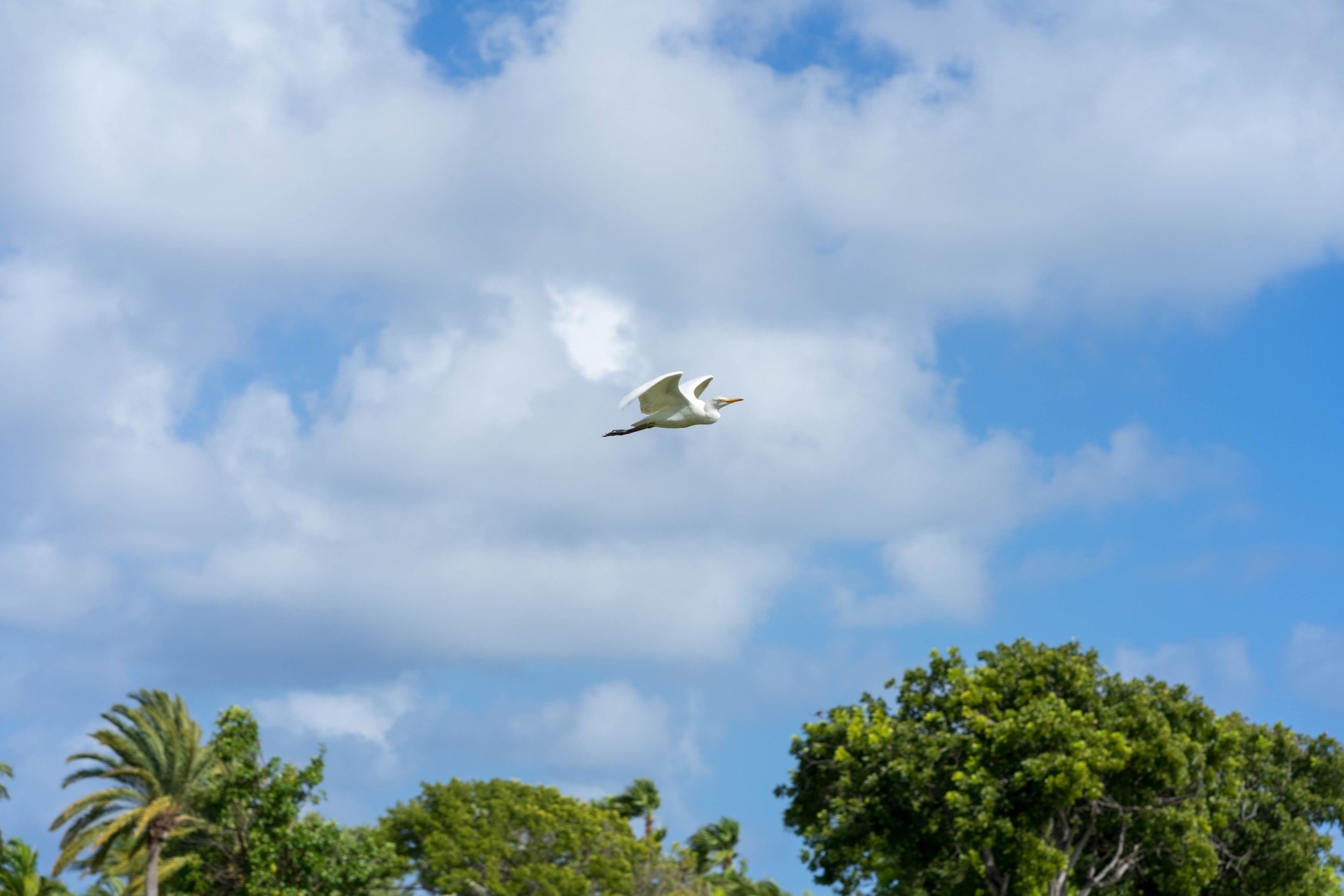 Jumby Bay Island-54.jpg