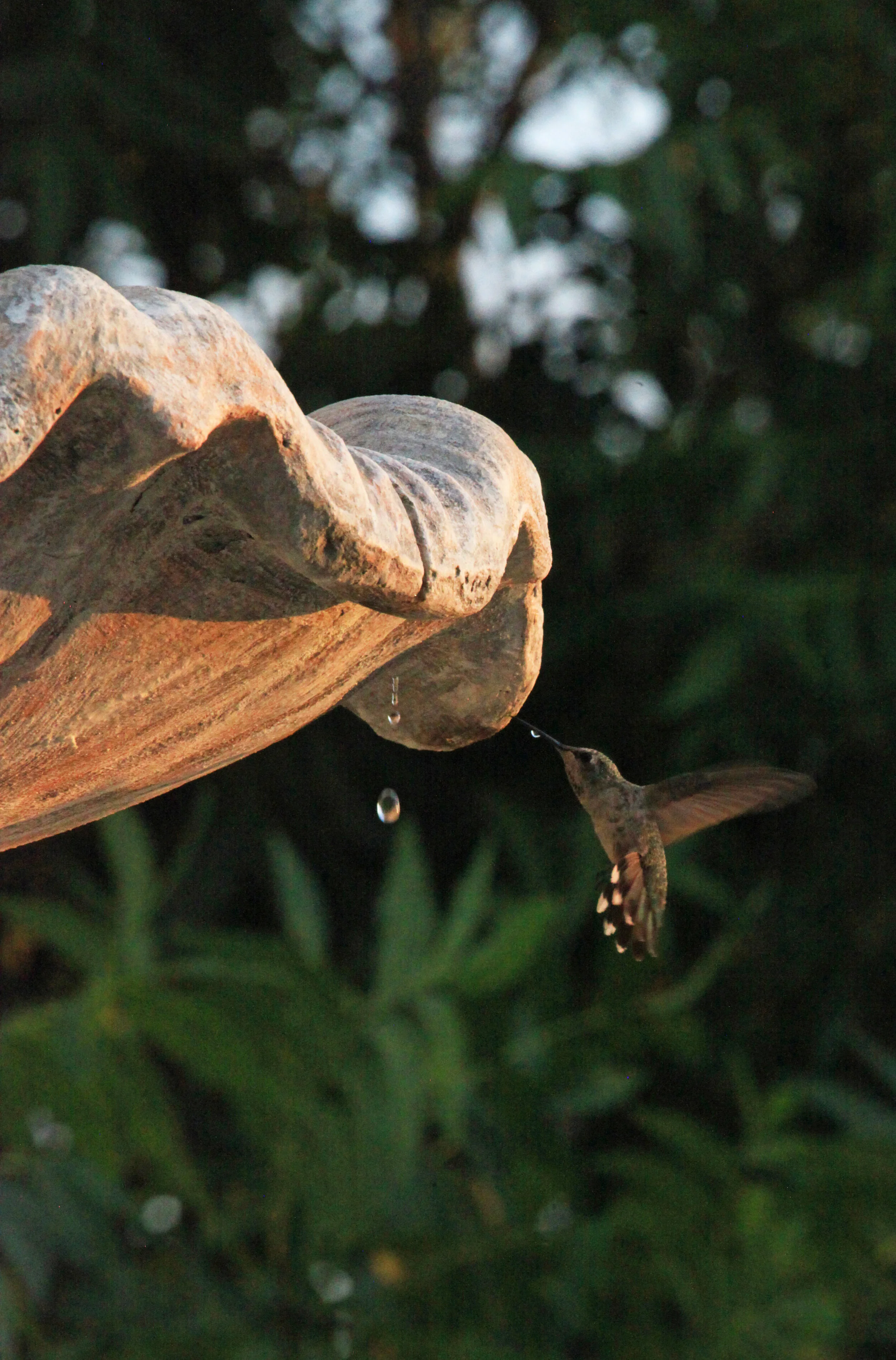 Hummingbird, Kingman, AZ