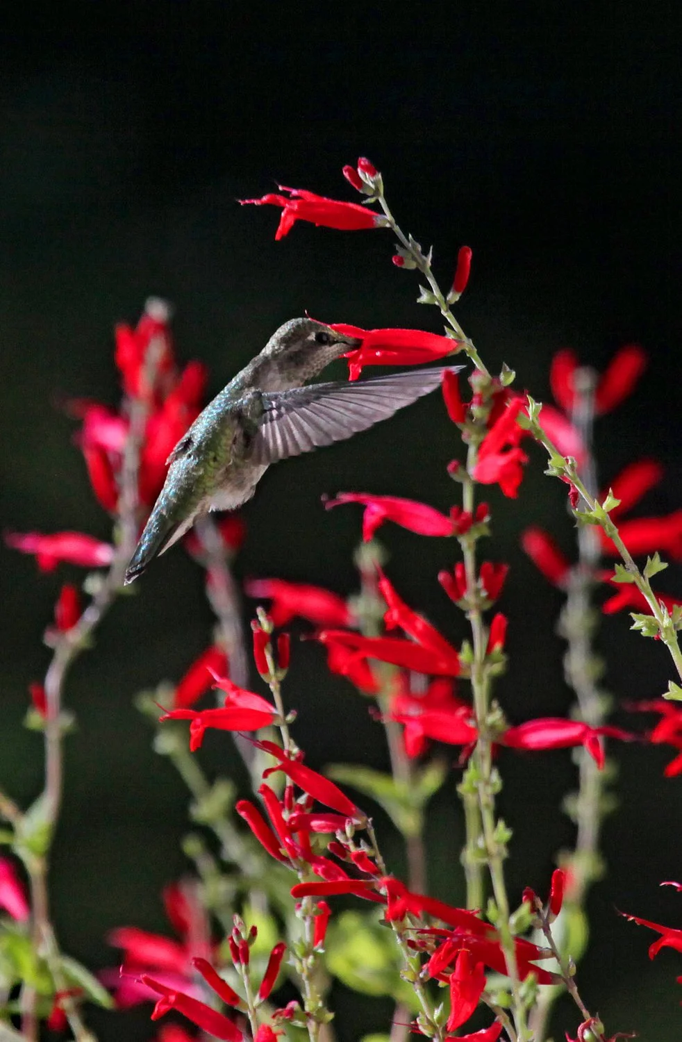 Hummingbird in Red Flowers