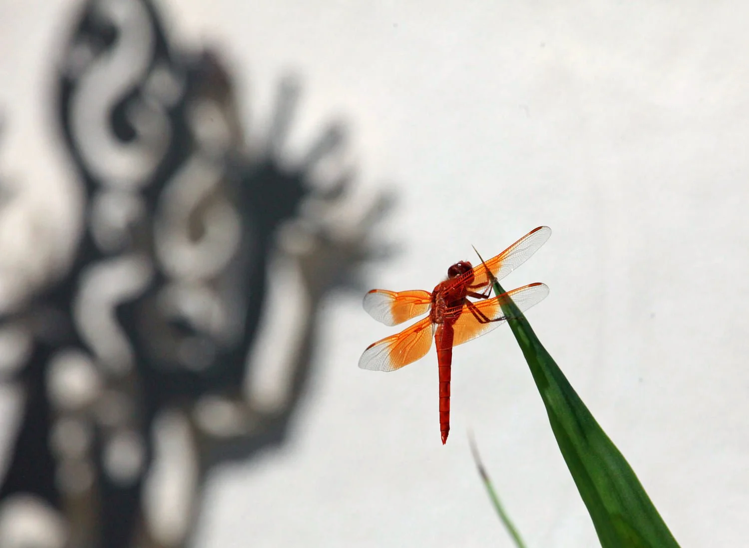 Red Dragonfly and Shadow