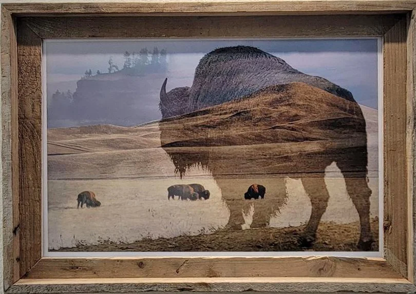 "Bison, Days Gone By"
