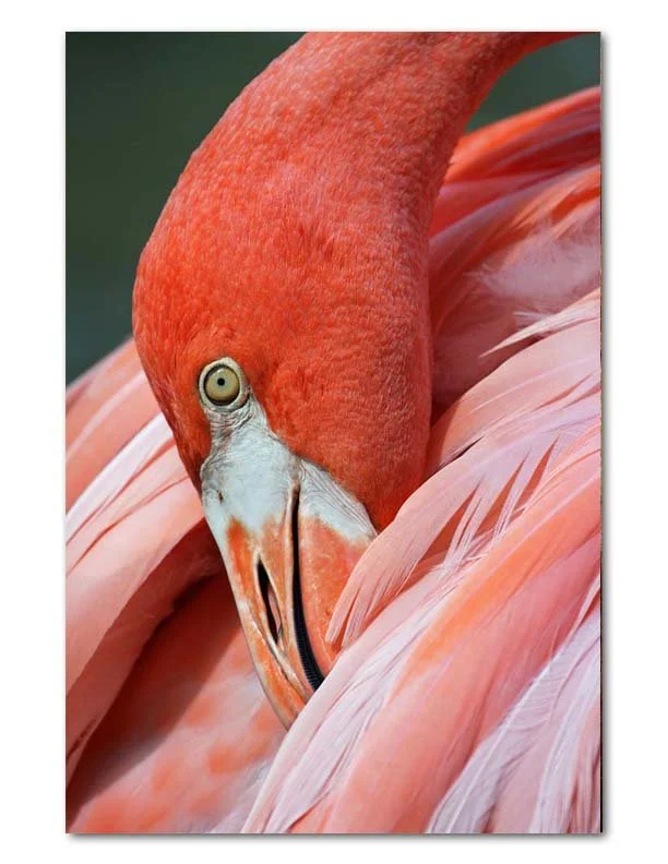 "Flamingo Preening"