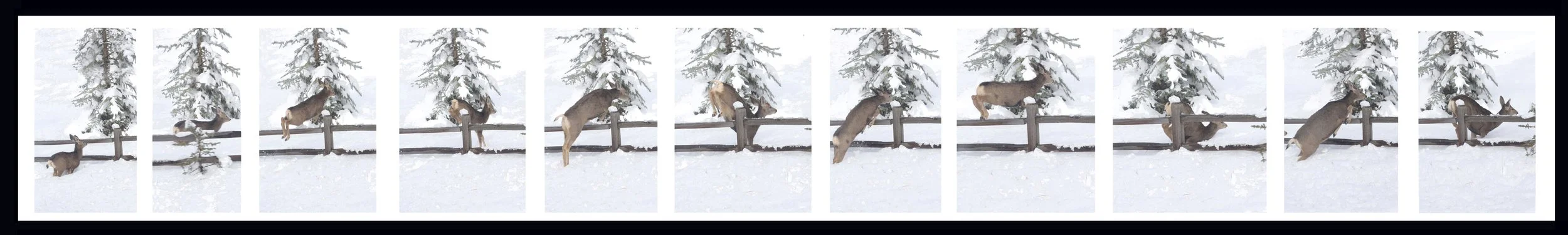 "Family of Five, Woodland Park, CO"