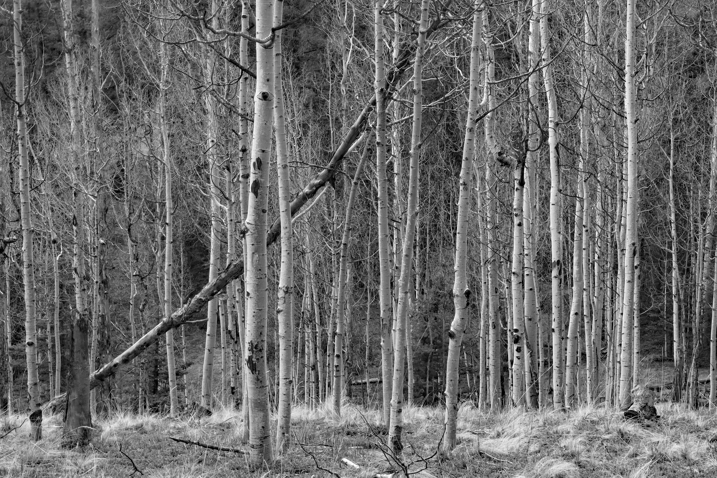 "If a Tree Falls in the Forest, Divide, CO"