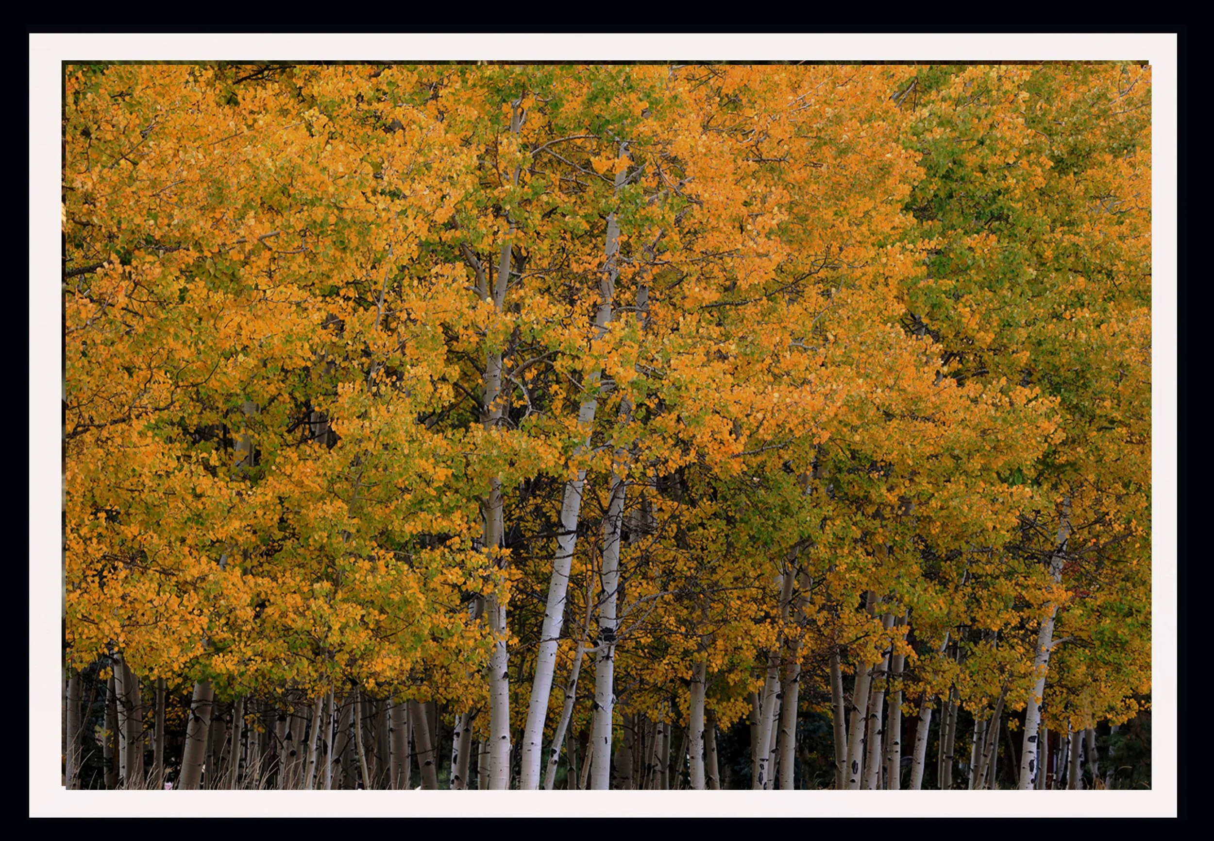 "Quaking Aspens"