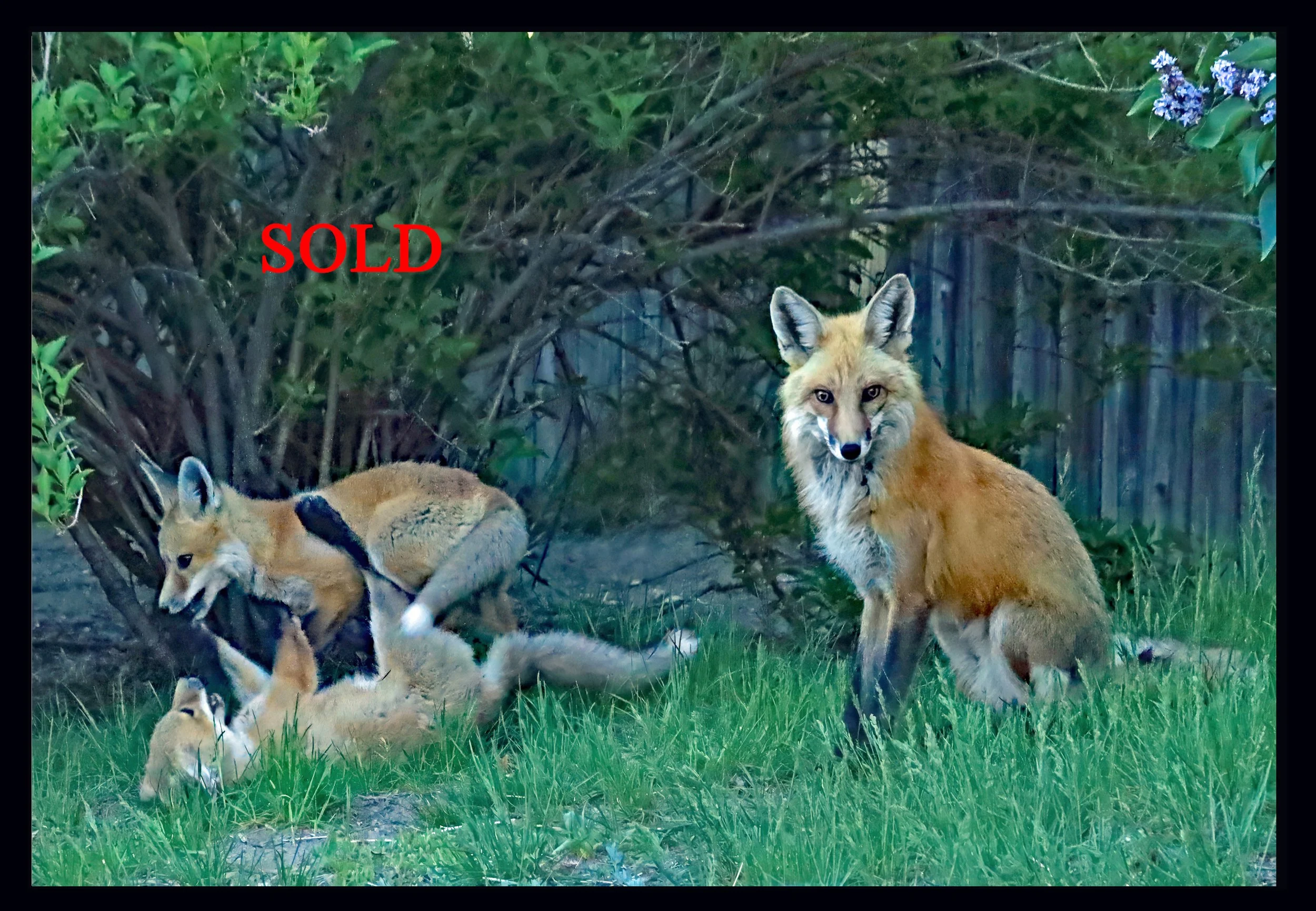 "Boys will be Boys" from the Series: Foxes, A Family Affair