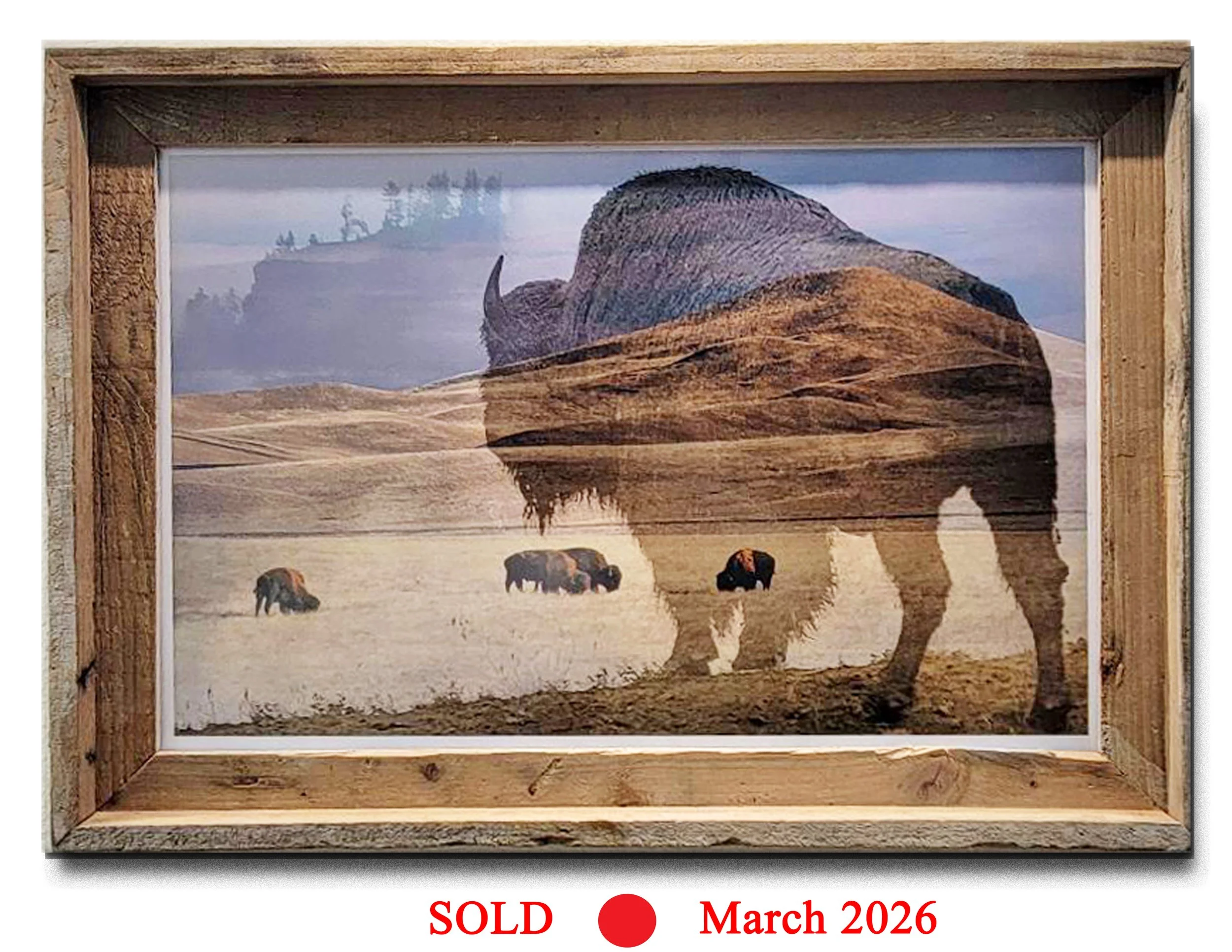 Bison, Days Gone By (wood frame) SOLD MARCH 2026