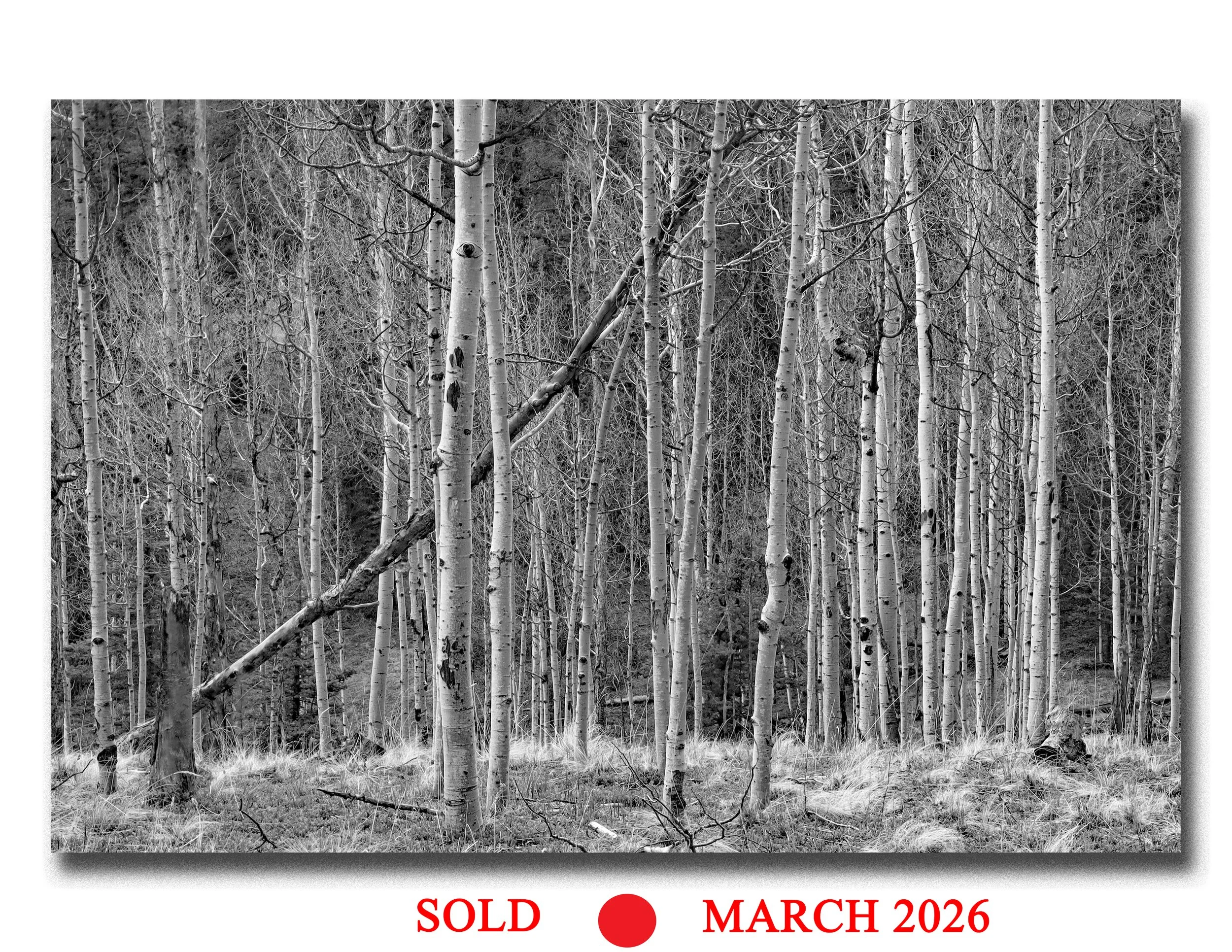 If a Tree Falls in the Forest...   SOLD MARCH 2026