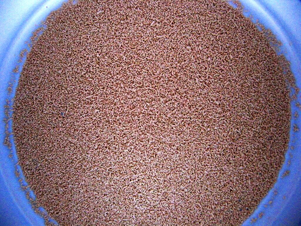 yeast_wikimedia.jpg