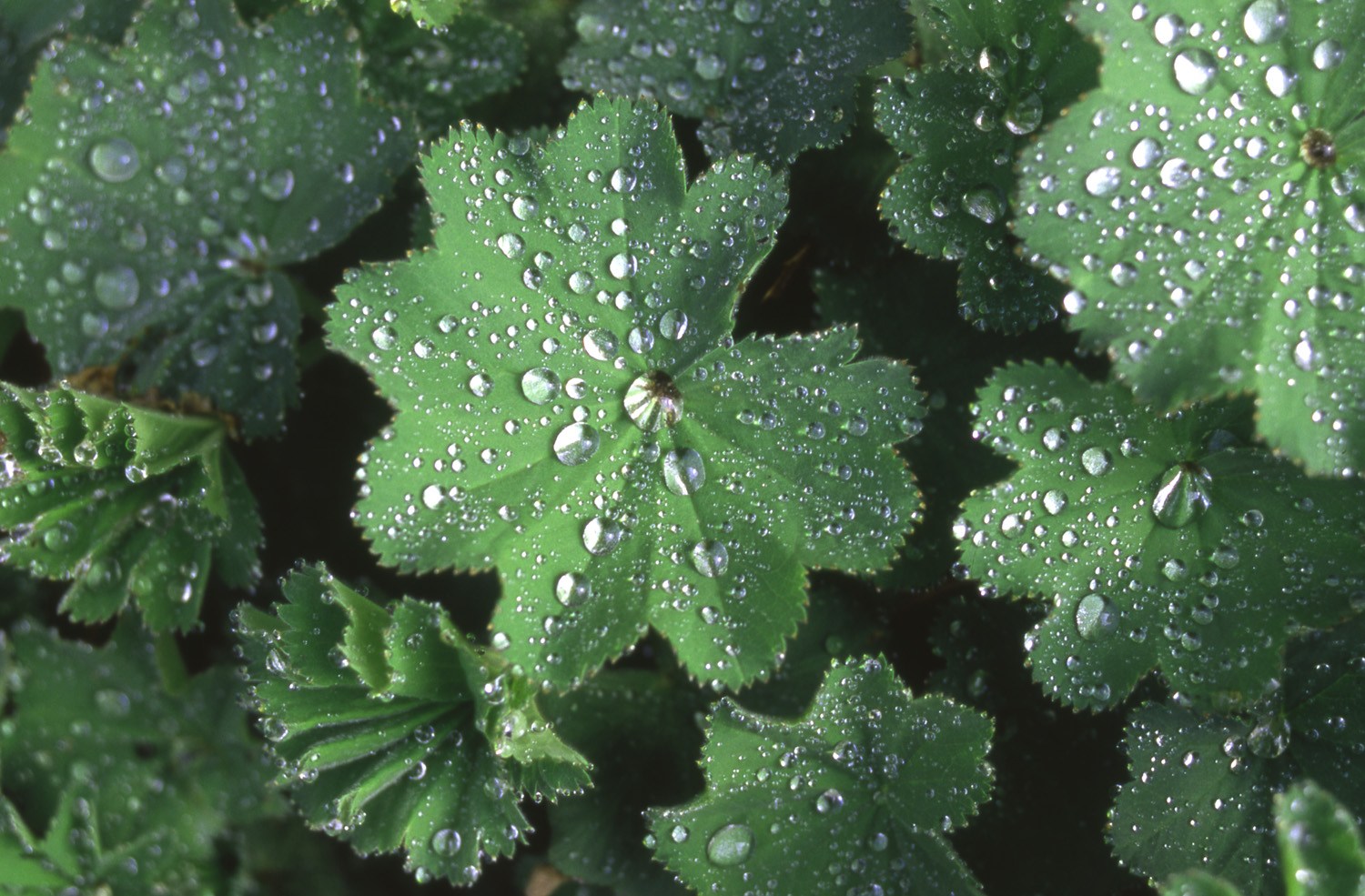 leaves w. dew.jpg