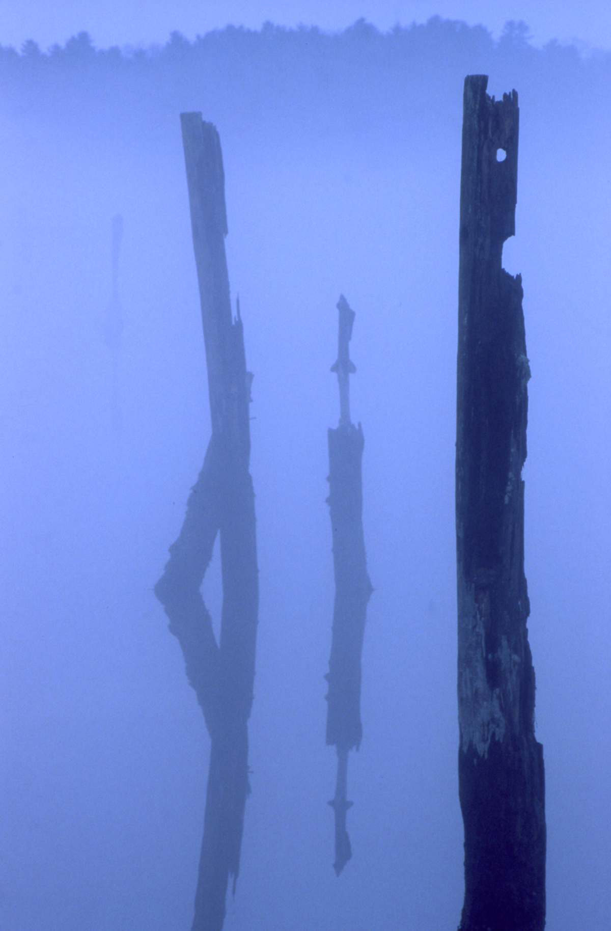 posts in fog.jpg