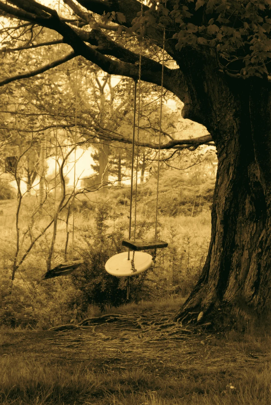swingtreeweb.jpg