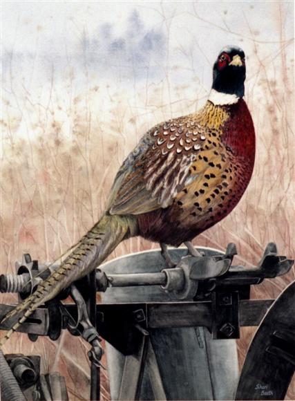  Iowa Ringneck - watercolor