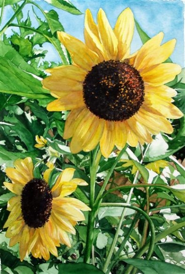 Sunflowers - watercolor