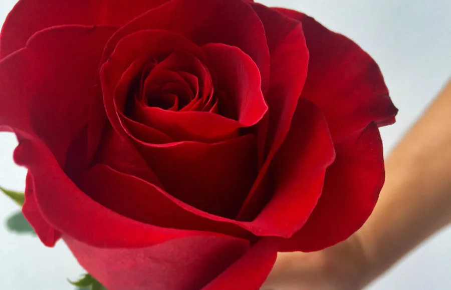 Love, Feminism, and Sisterhood