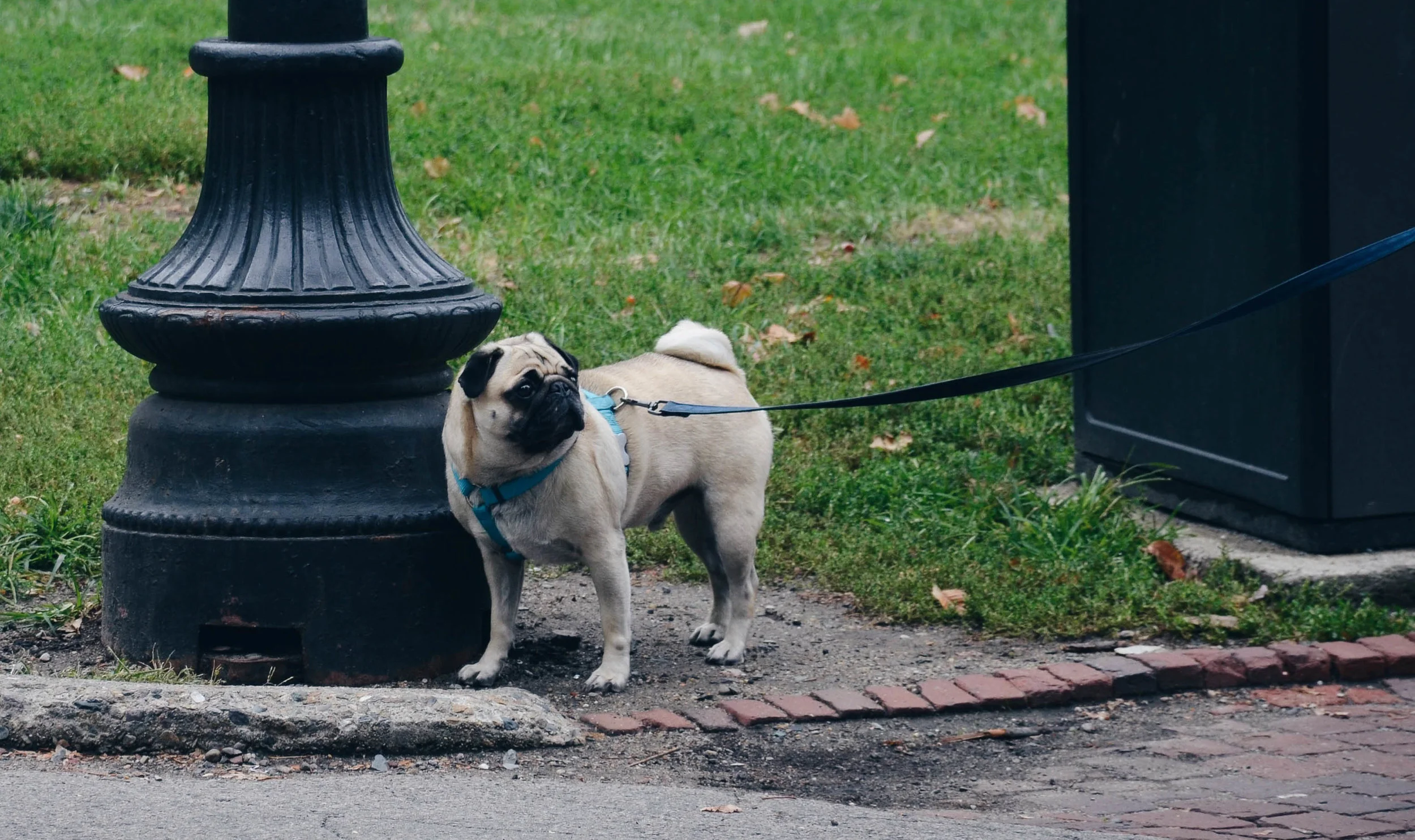 If Only We Could Date Our Dogs