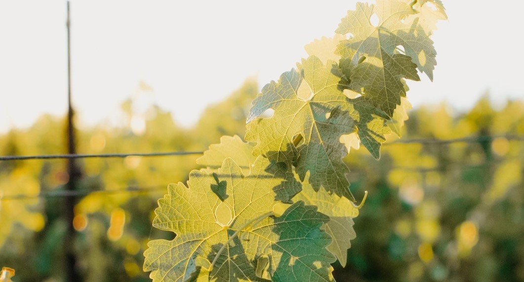Vineyard2.jpg