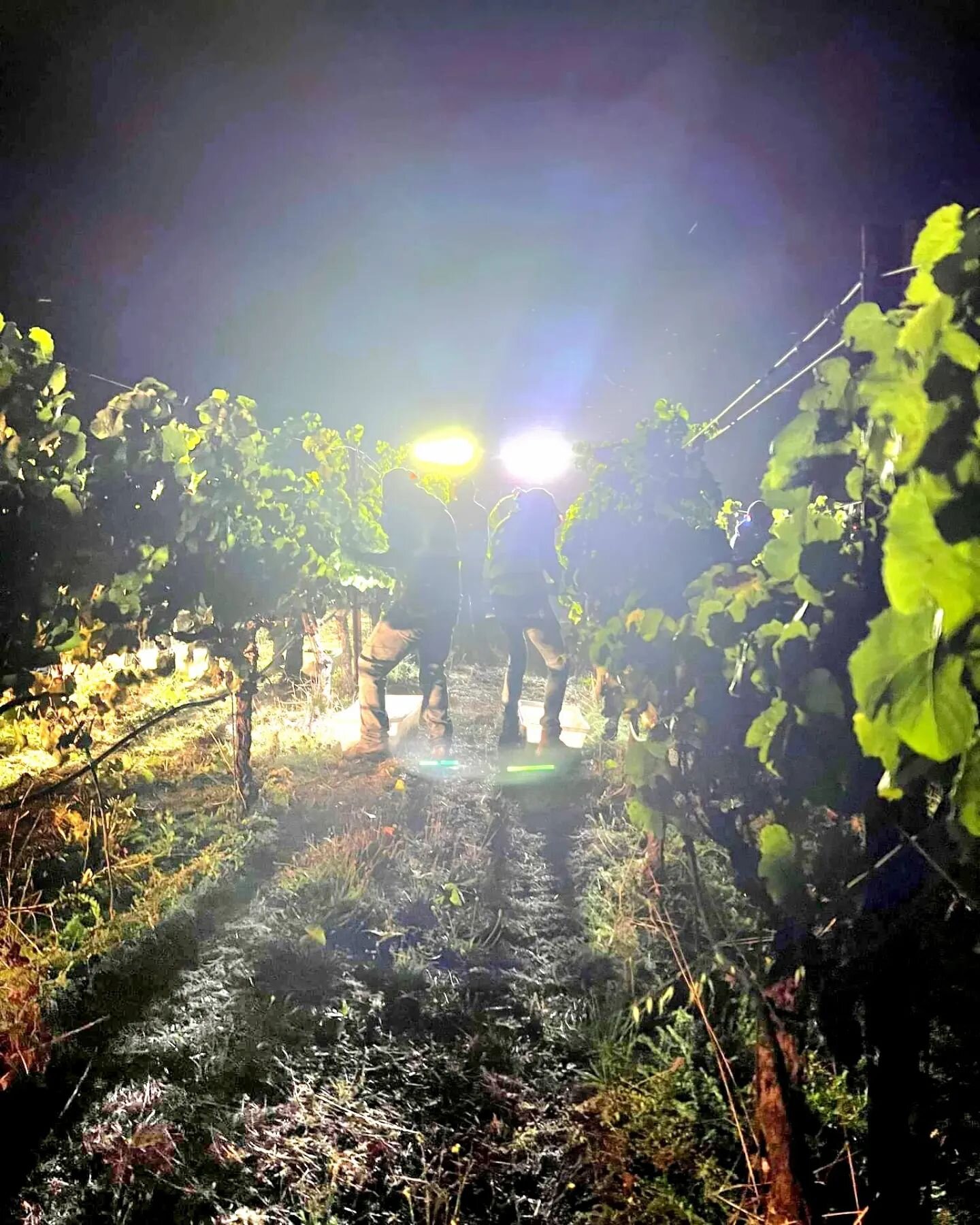 The last night of harvest 2022 in Brokenrock Vineyard ended with our Petit Verdot. 

Feeling thankful to everyone who made it possible. 

Early budbreak allowed us to reach lovely phenolic complexity in time for a fairly early pick. A hard frost in t