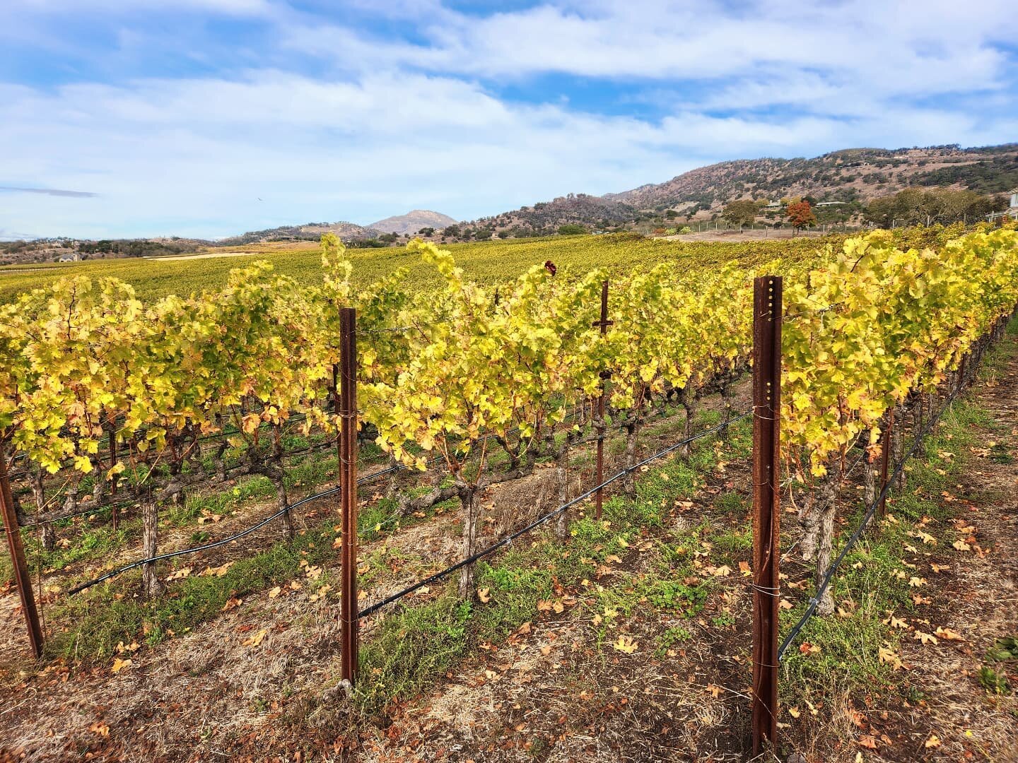 Brokenrock Vineyard 11/4/22

#fall #fallcolors #vineyard #Napa #wine #visitnapavalley