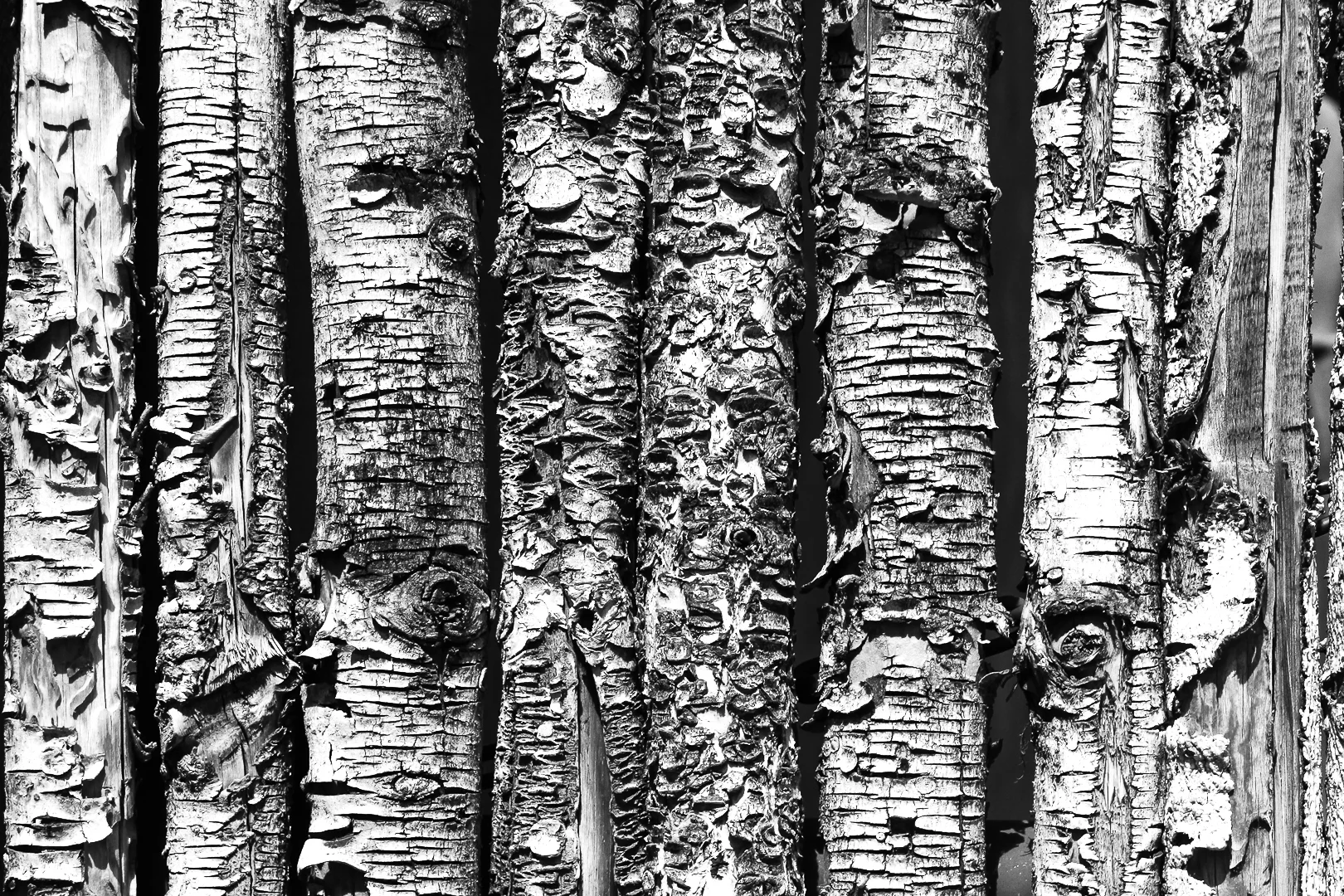ARosenthal_Santa Fe fence.jpg