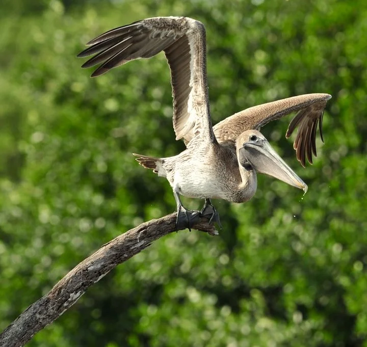 A startled brown pelican on my route to the Roseate Spoonbill waters.