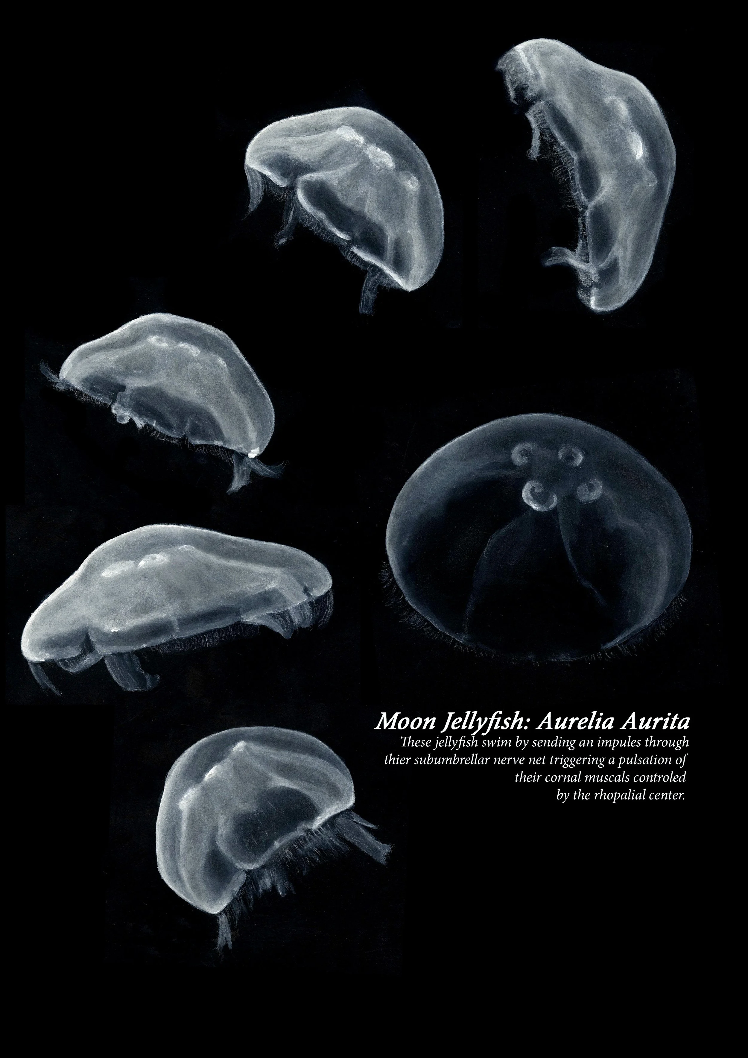 Moon Jelly jpeg.jpg