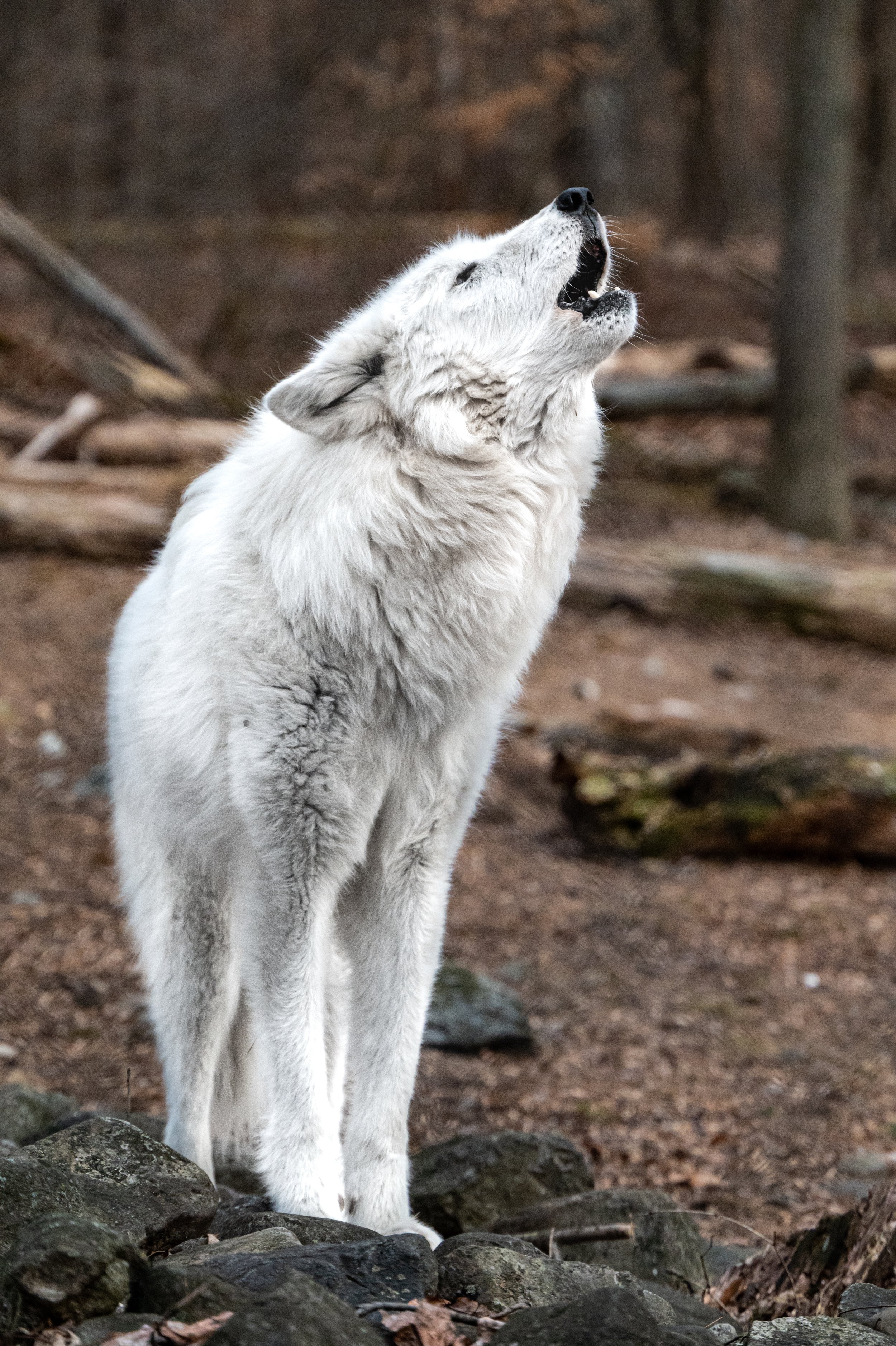 DSC_0522.jpg