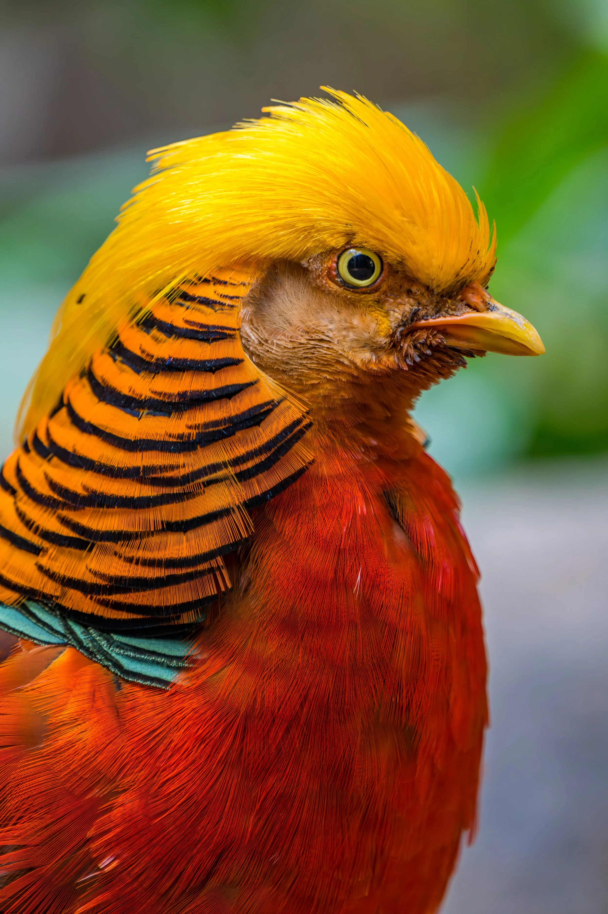 DSC_3021-Enhanced-NR.jpg