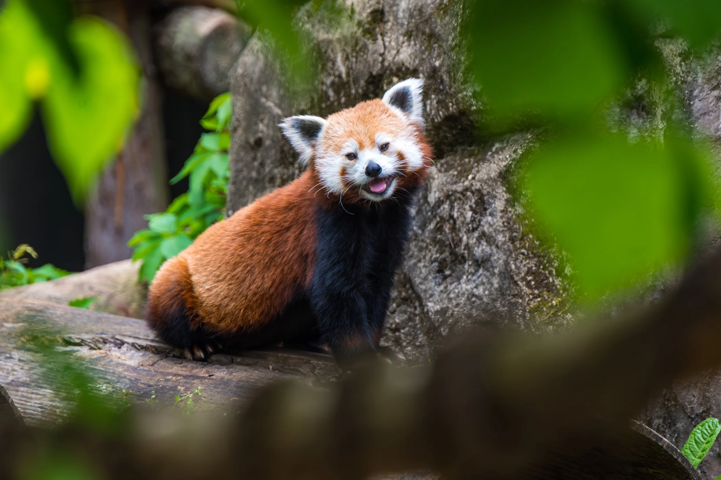 DSC_3451-Enhanced-NR.jpg