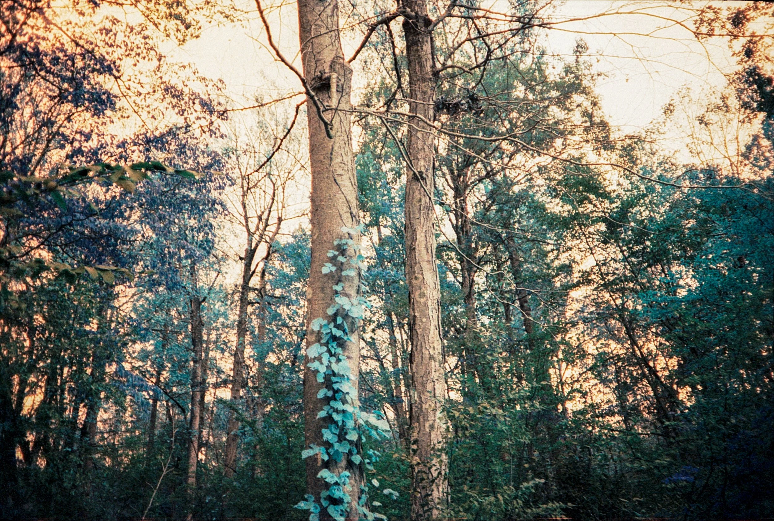 LomoTurquoise400_2652038.jpeg