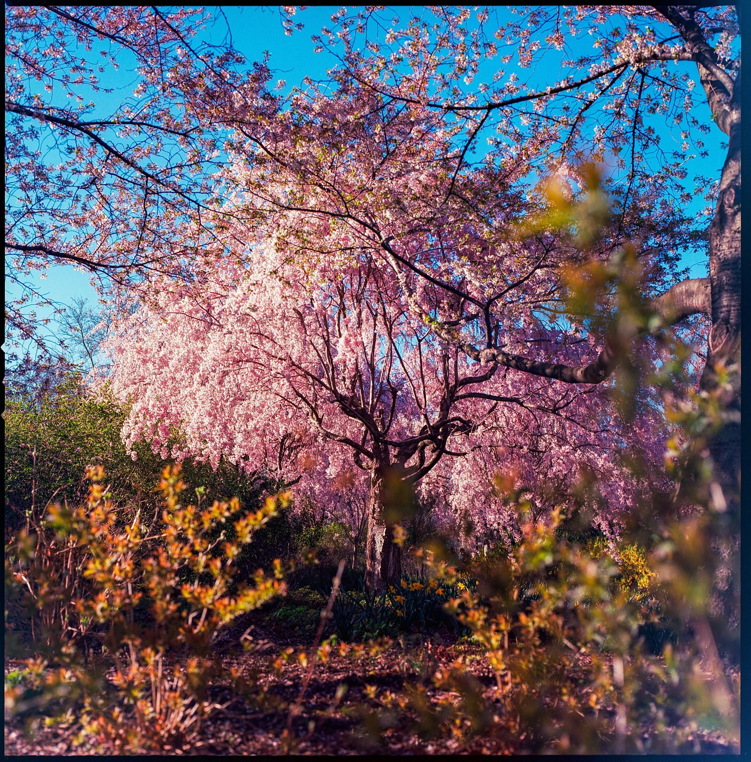 Hasselblad500_Ektar100_6089_08.jpeg