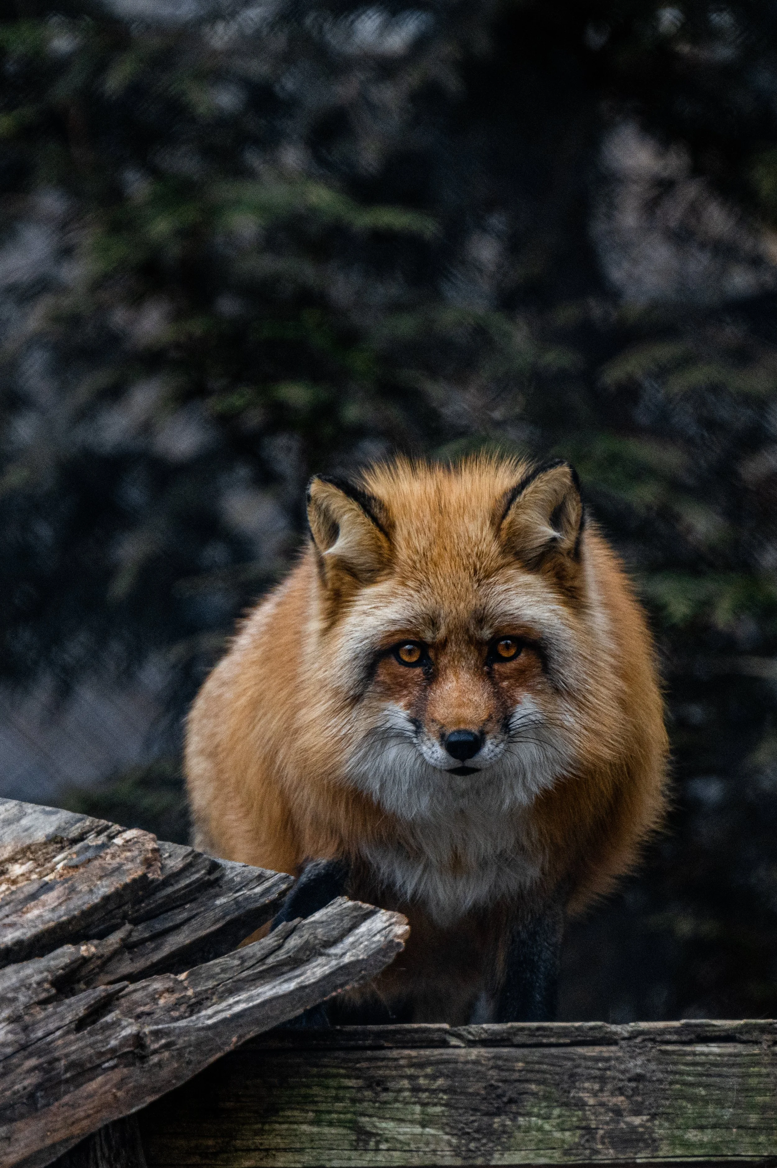 DSC_1474 8.29.40 PM.jpg